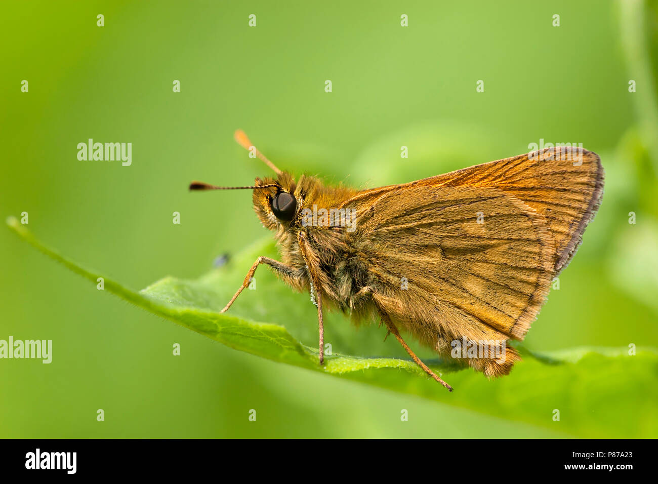 Groot dikkopje / Large Skipper (Ochlodes sylvanus) Stock Photo