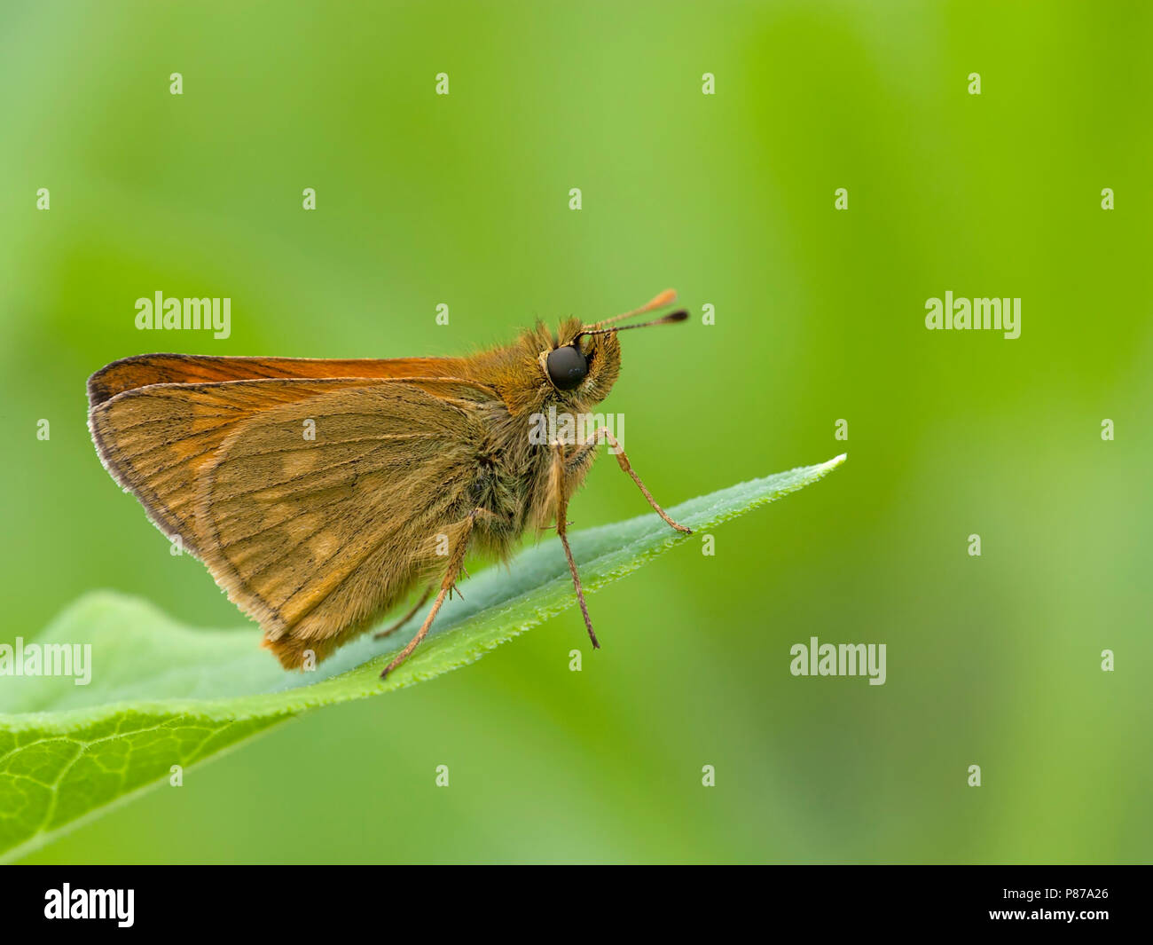 Groot dikkopje / Large Skipper (Ochlodes sylvanus) Stock Photo