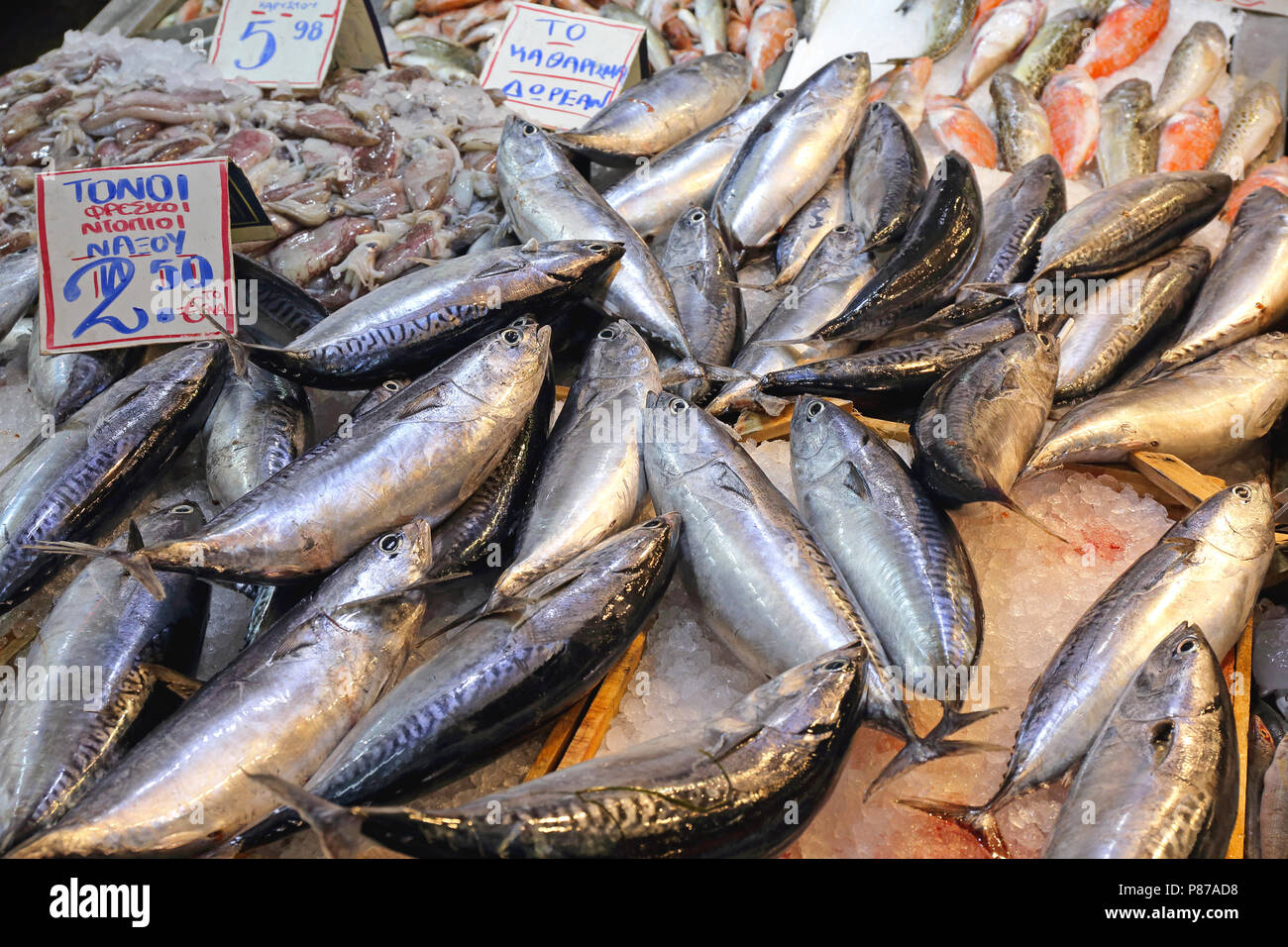 Small Tuna Fish Atlatic Bonito Sarda variety Stock Photo