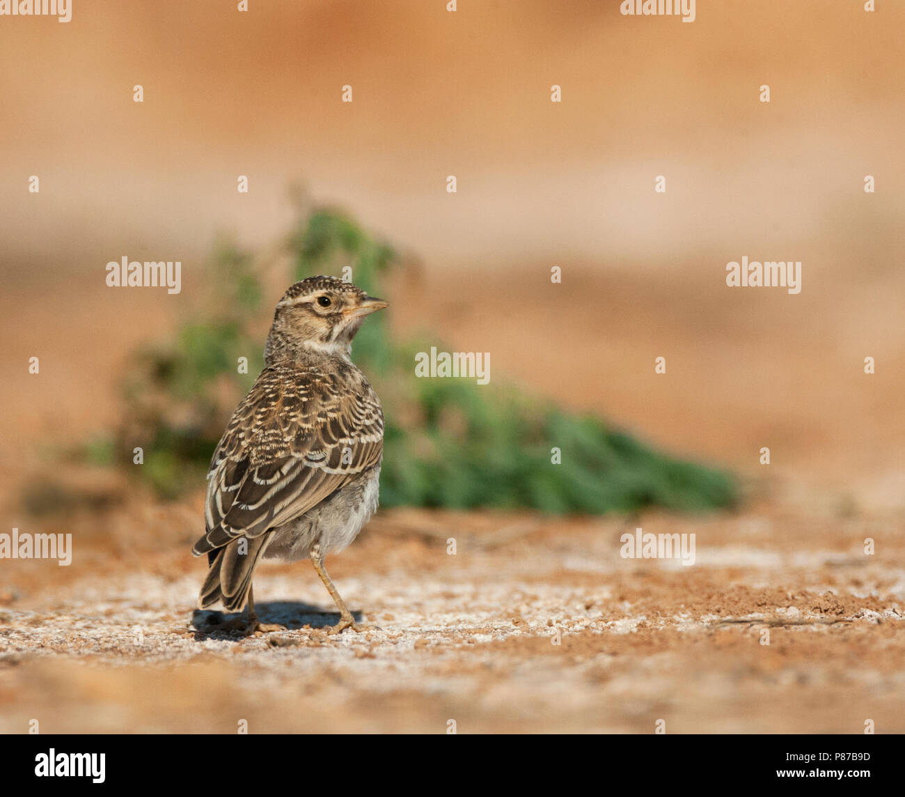 Lesser Short-toed Lark (Calandrella rufescens apetzii) in Spanish steppes Stock Photo