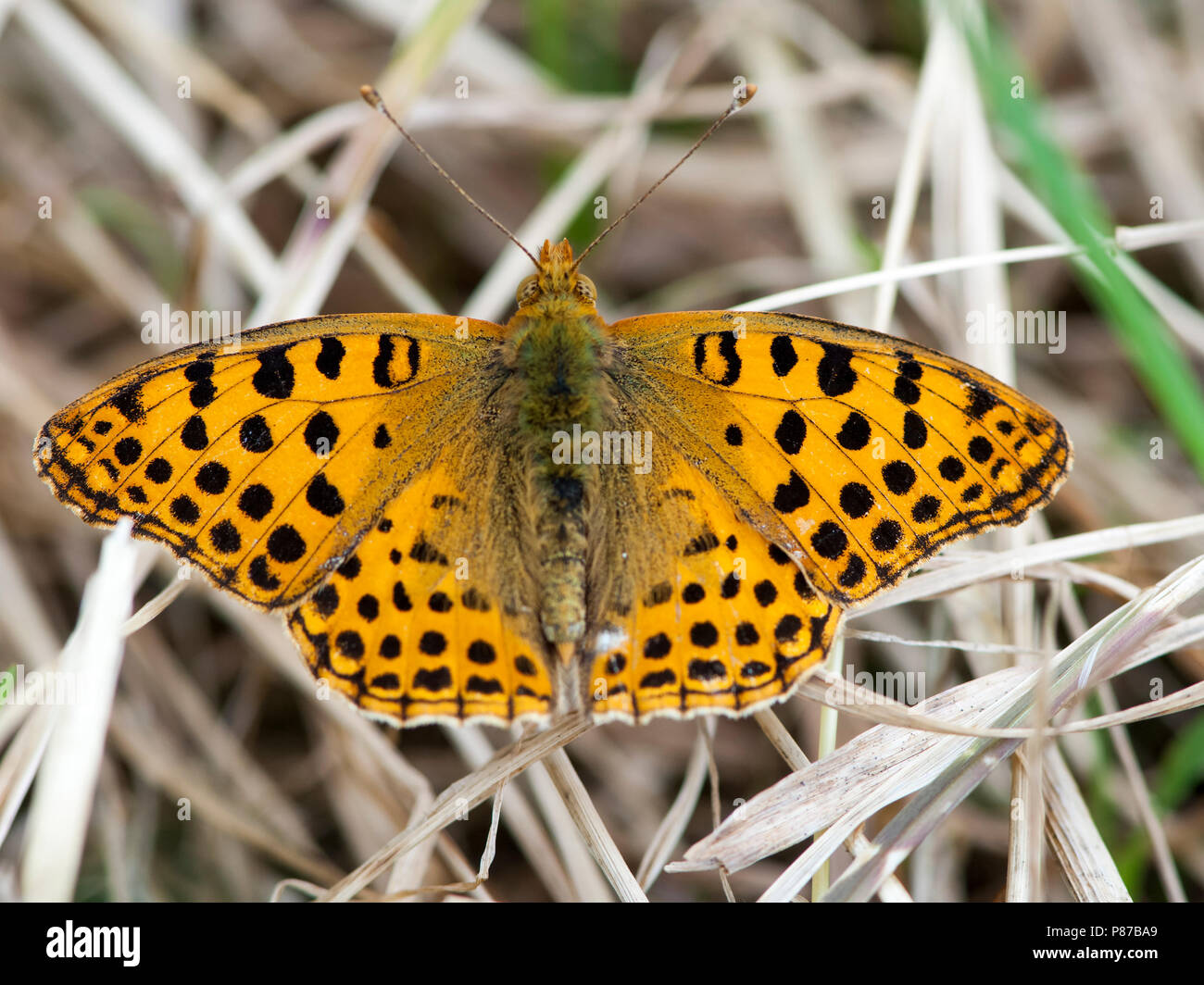 Kleine parelmoervlinder, Queen of Spain Fritillary Stock Photo