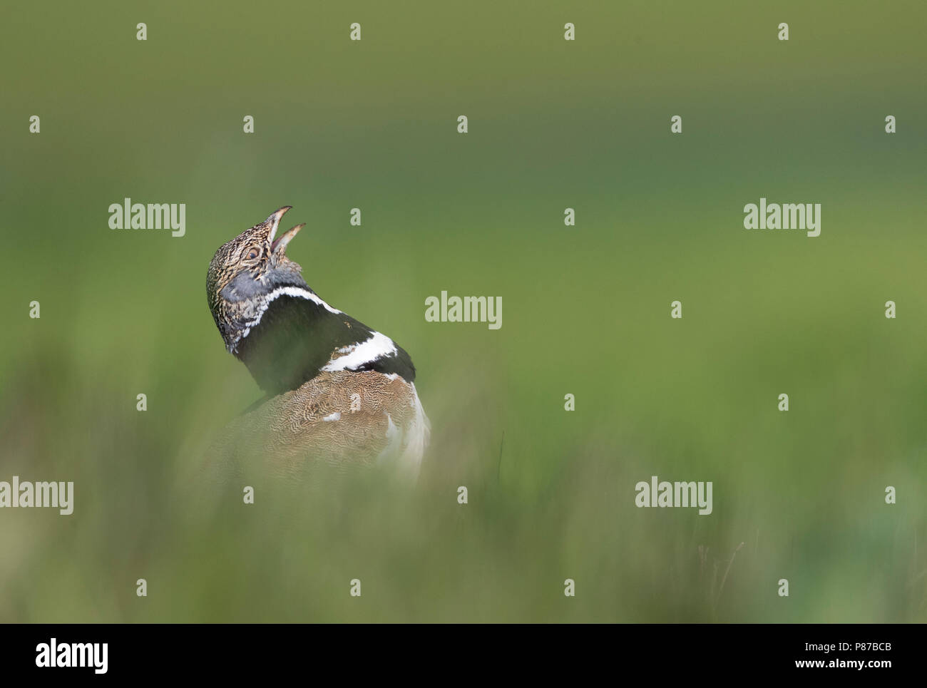 Little Bustard (Tetrax tetrax) at a lek in Catalonia, Spain. Stock Photo