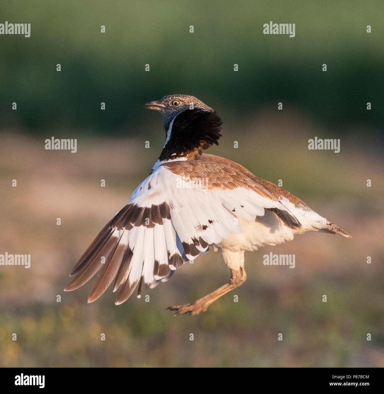 Little Bustard (Tetrax tetrax) dancing at a lek in Catalonia, Spain. Stock Photo