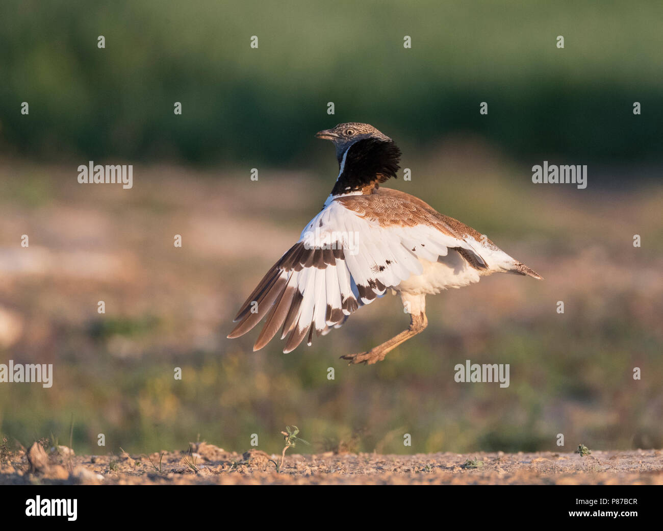 Little Bustard (Tetrax tetrax) dancing at a lek in Catalonia, Spain. Stock Photo