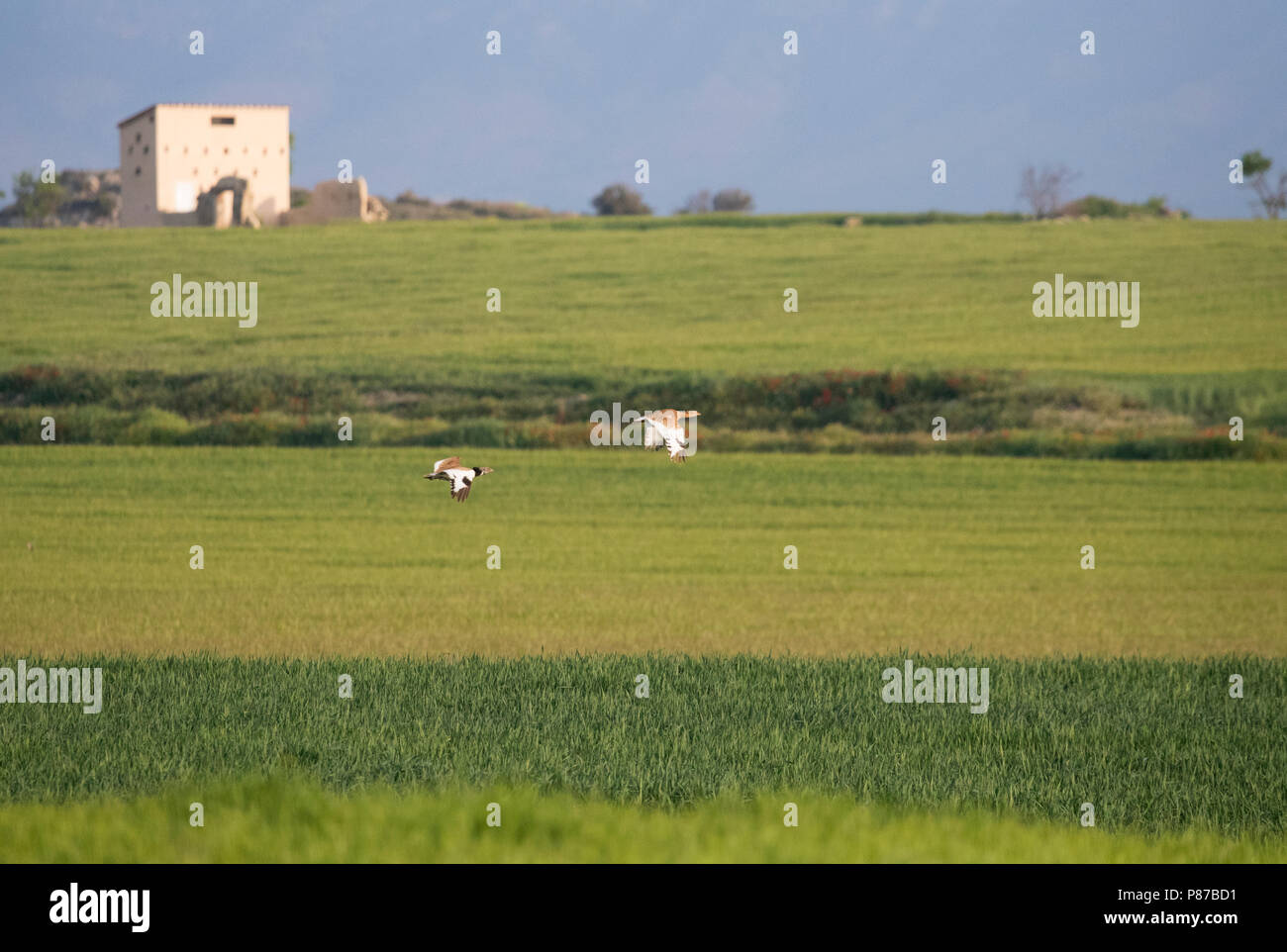 Little Bustard (Tetrax tetrax) male chasing female over Spanish steppe landscape Stock Photo