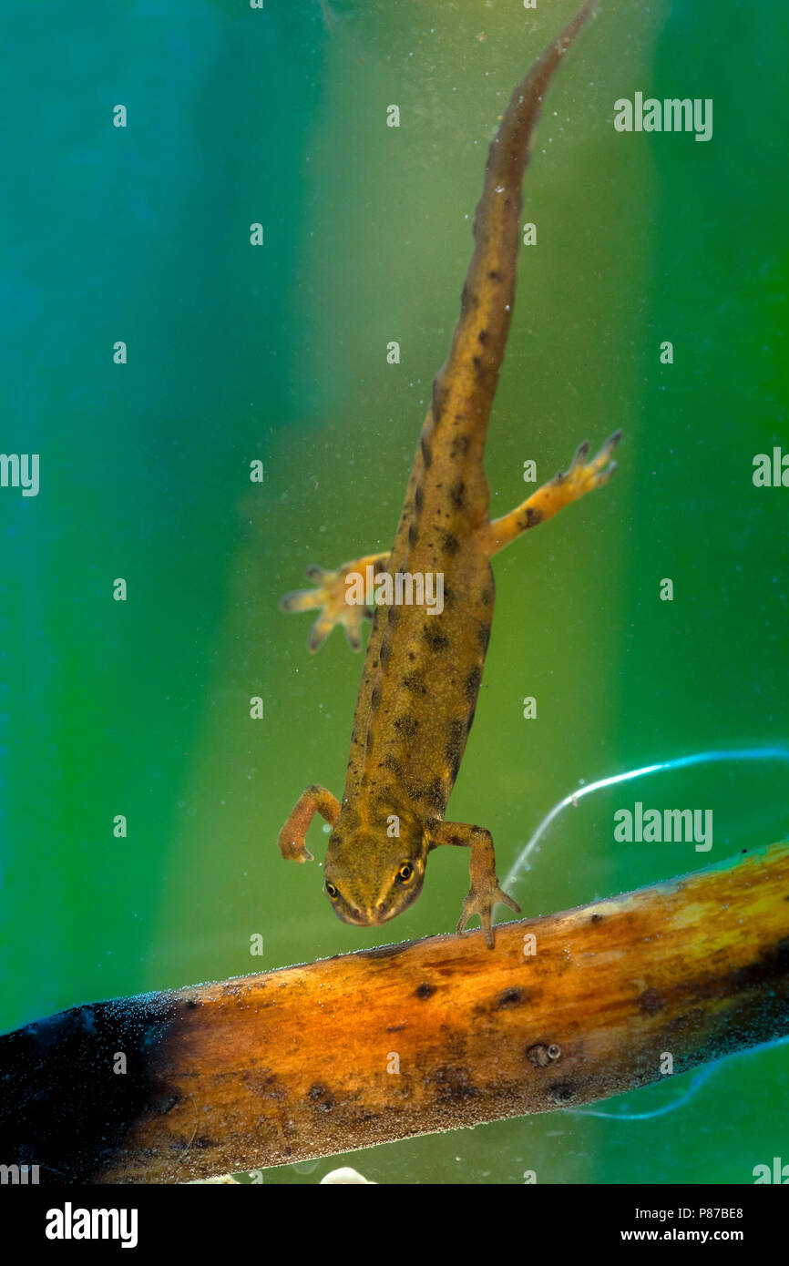 Kleine Watersalamander, Common Newt Stock Photo