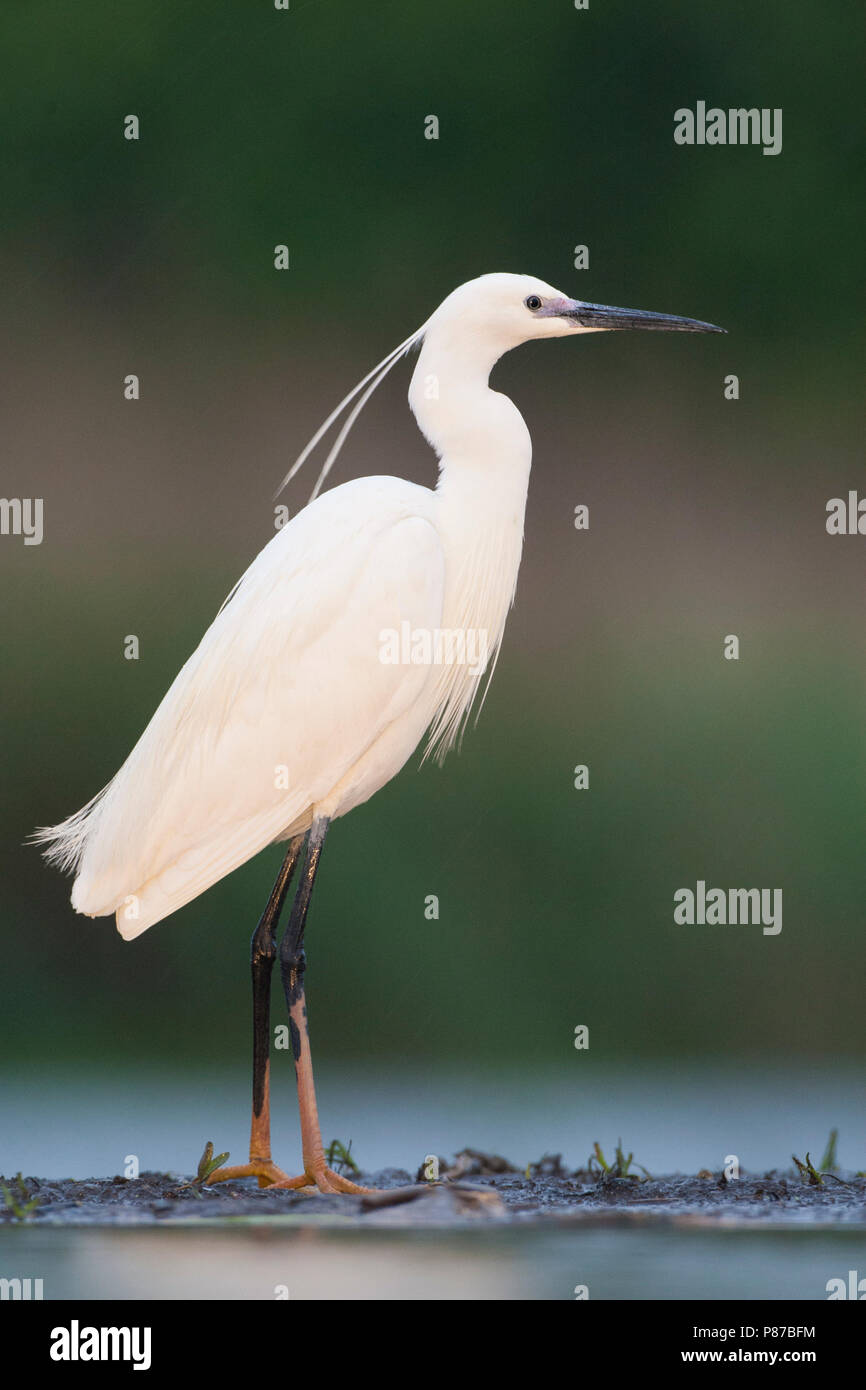 Kleine Zilverreiger staand op waterkant; Little Egret standing at ...