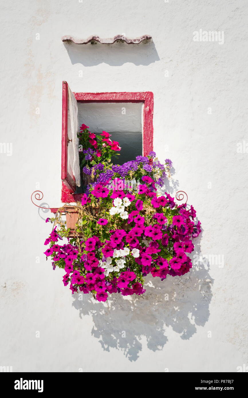 Beautiful open wooden window, pink, white and violet flowers, Monopoli Stock Photo
