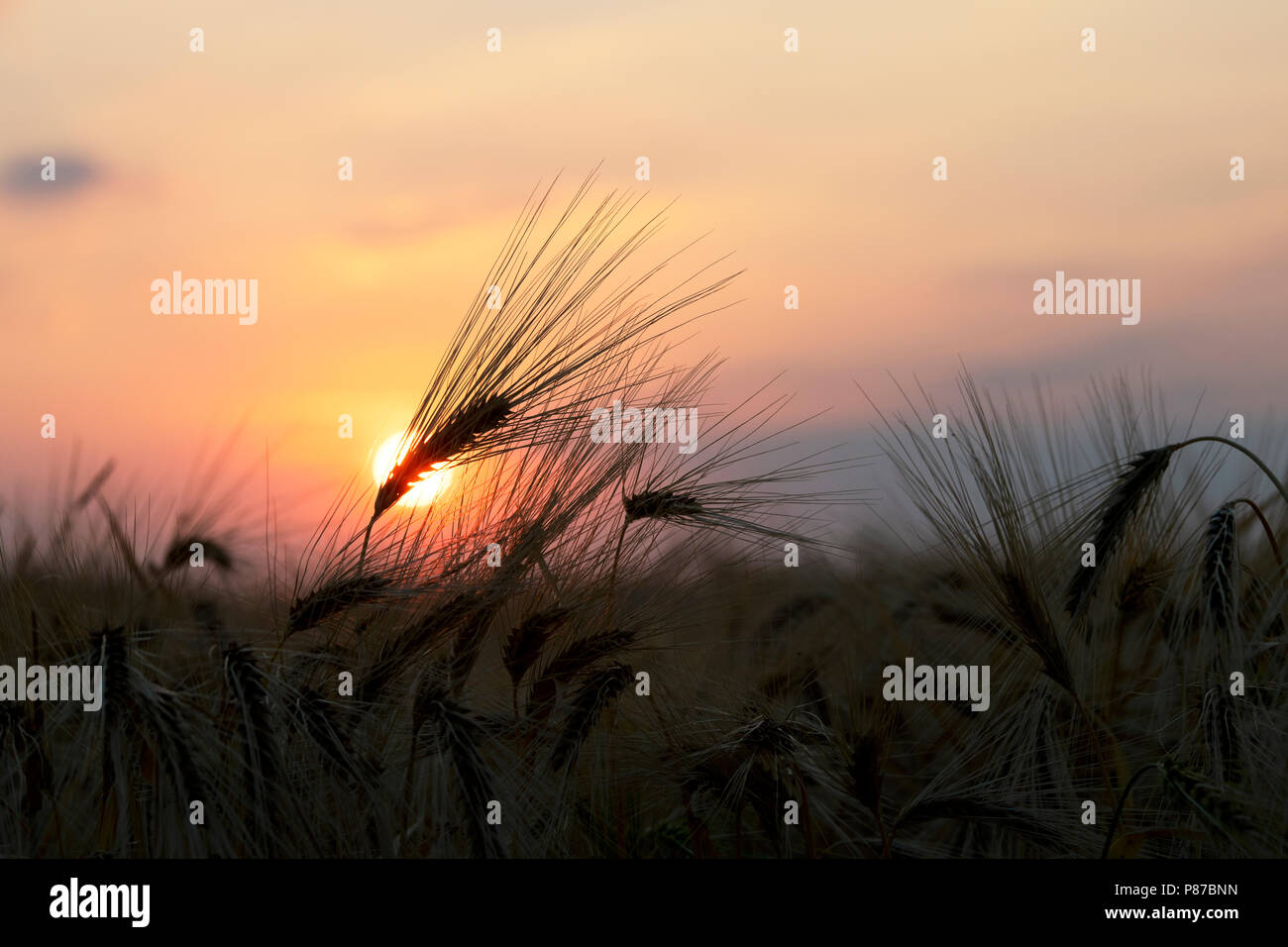 Hordeum Vulgare. Silhouette of Barley at sunrise in the Oxfordshire countryside. UK Stock Photo