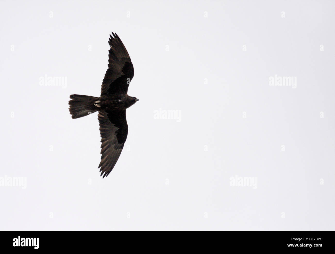 Black Falcon (Falco subniger) in flight. It is medium-large falcon that is endemic to Australia. Stock Photo