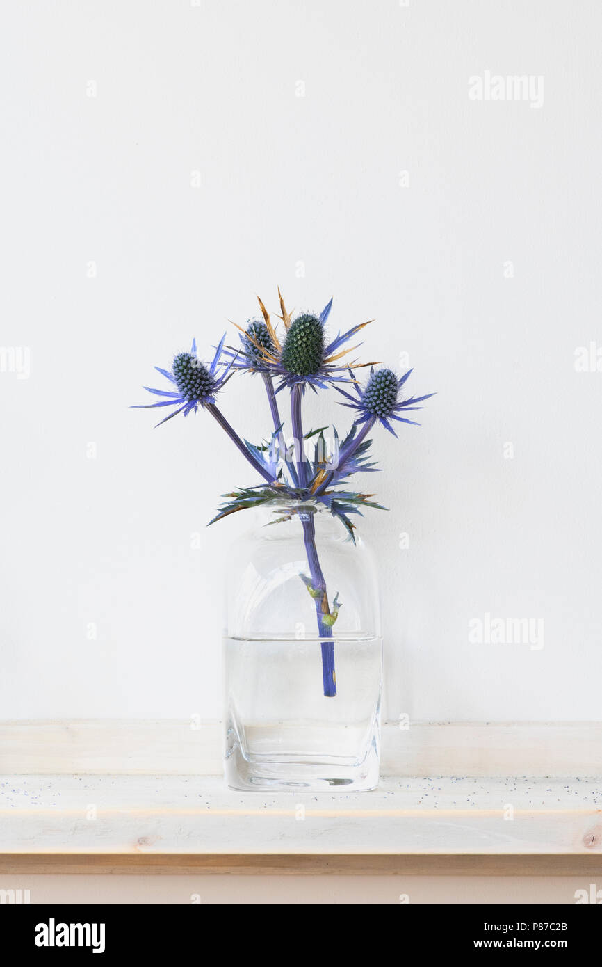 Eryngium. Cut Sea holly flower in a glass jar on a white background