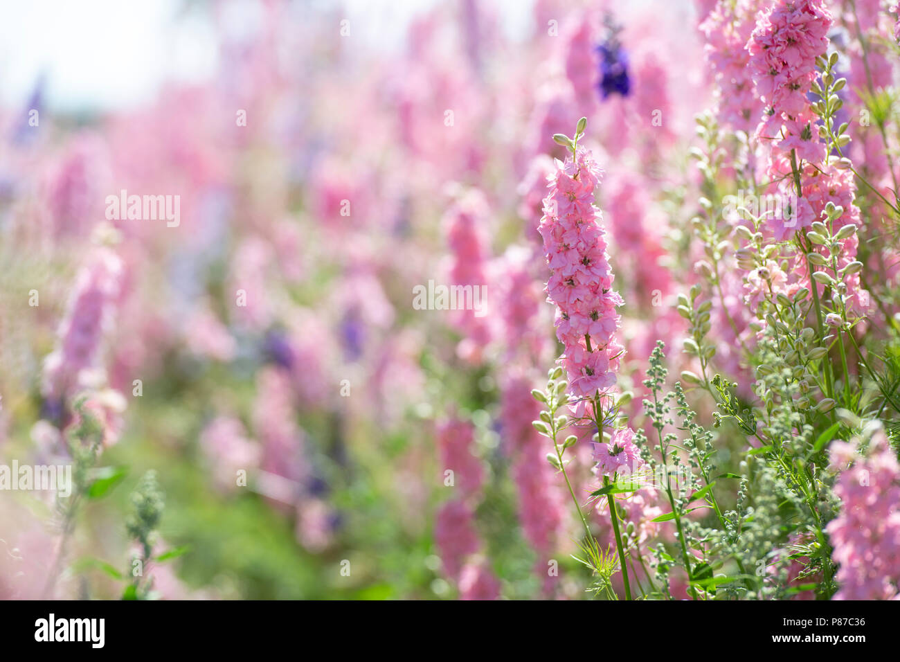 Delphiniums grown in a field at the Real Flower Petal Confetti company flower fields in Wick, Pershore, Worcestershire. UK Stock Photo