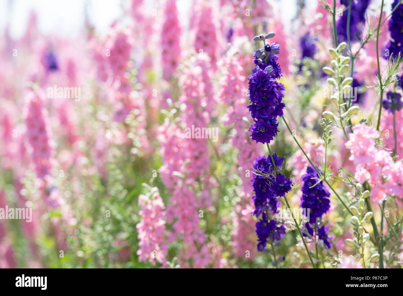 Delphiniums grown in a field at the Real Flower Petal Confetti company flower fields in Wick, Pershore, Worcestershire. UK Stock Photo