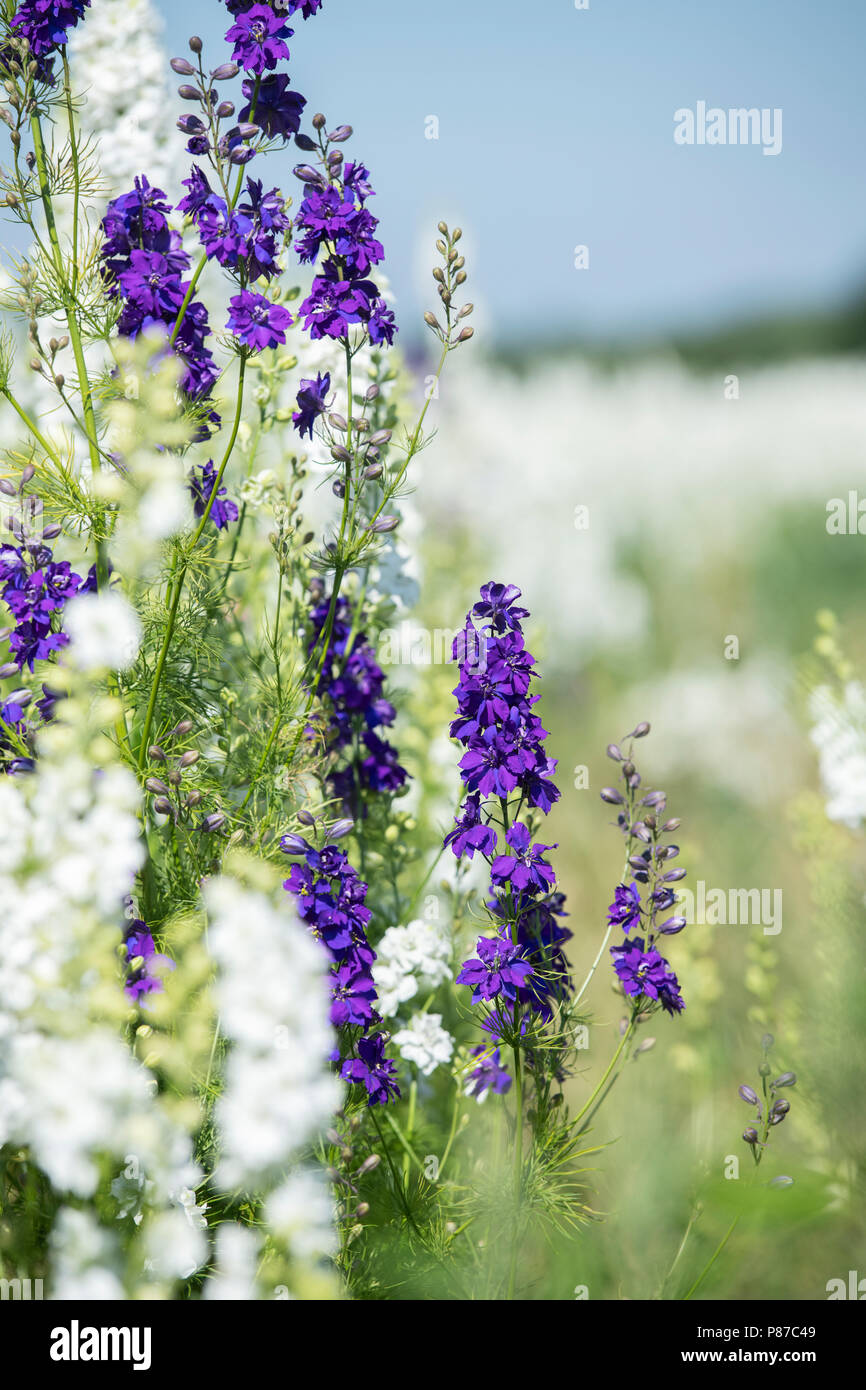 Delphiniums grown in a field at the Real Flower Petal Confetti company flower fields in Wick, Pershore, Worcestershire. UK Stock Photo