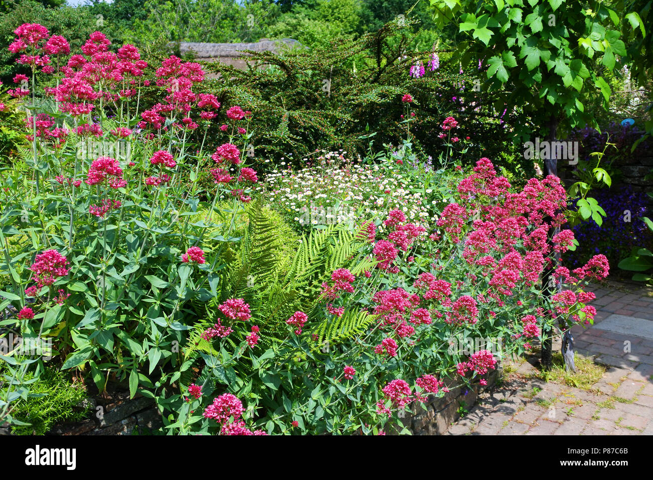 Flowering Valerian in a tradition English cottage garden - John Gollop Stock Photo