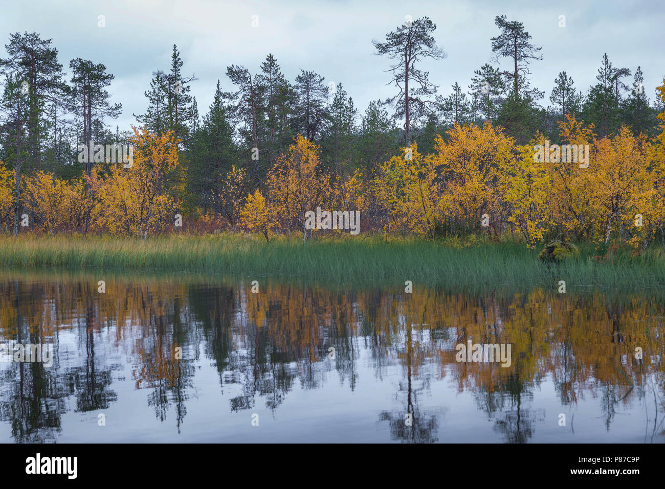 Autumn Colours In Muonio Lapland Finland Stock Photo Alamy Autumn Colours In Muonio Lapland Finland Stock Photo Alamy