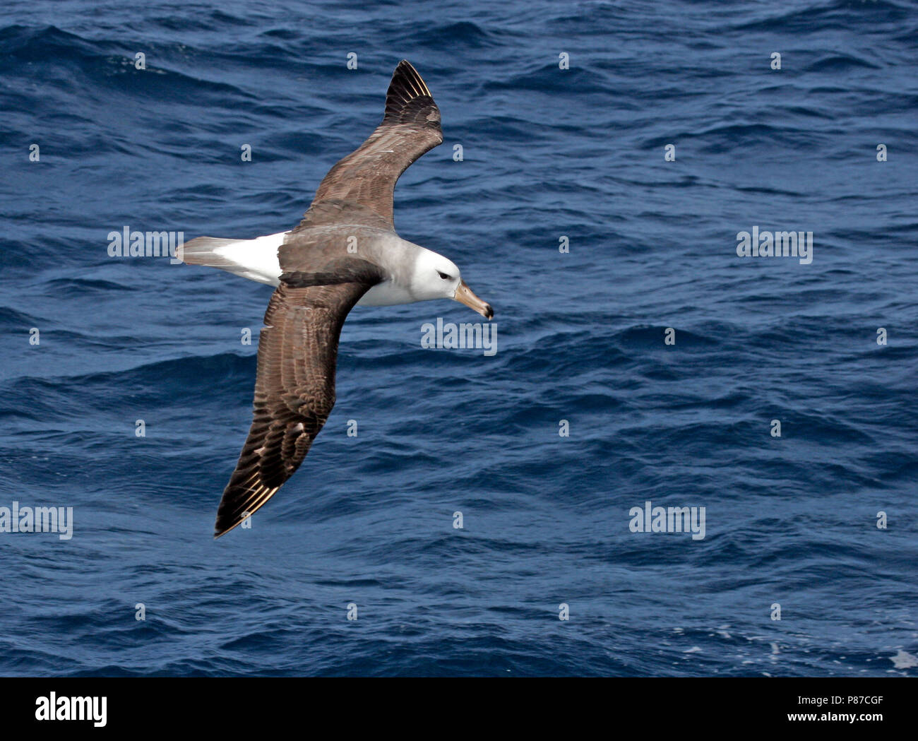 Black albatross antarctica hi-res stock photography and images - Alamy