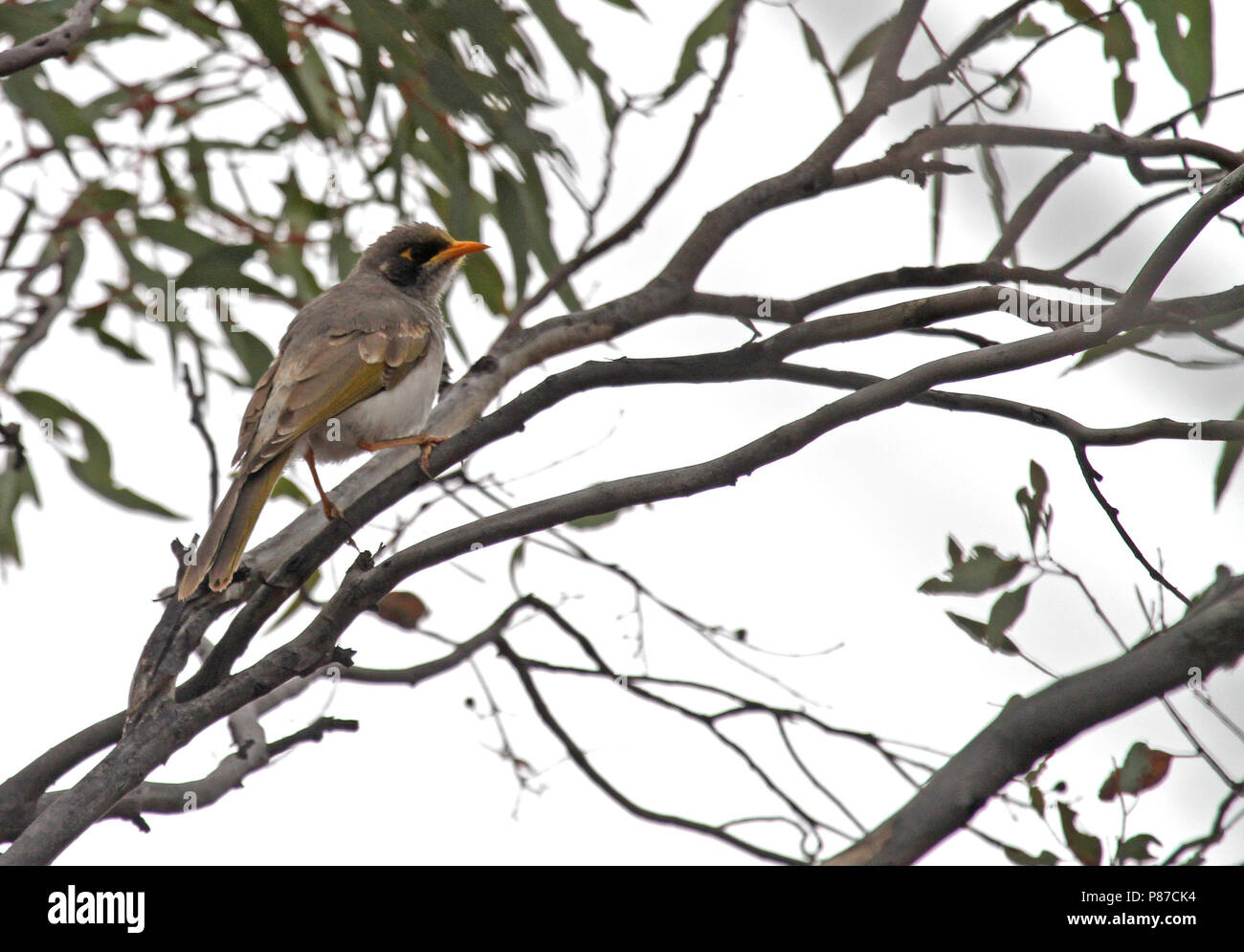 Blackeared Miner (Manorina melanotis), an endangered endemic from