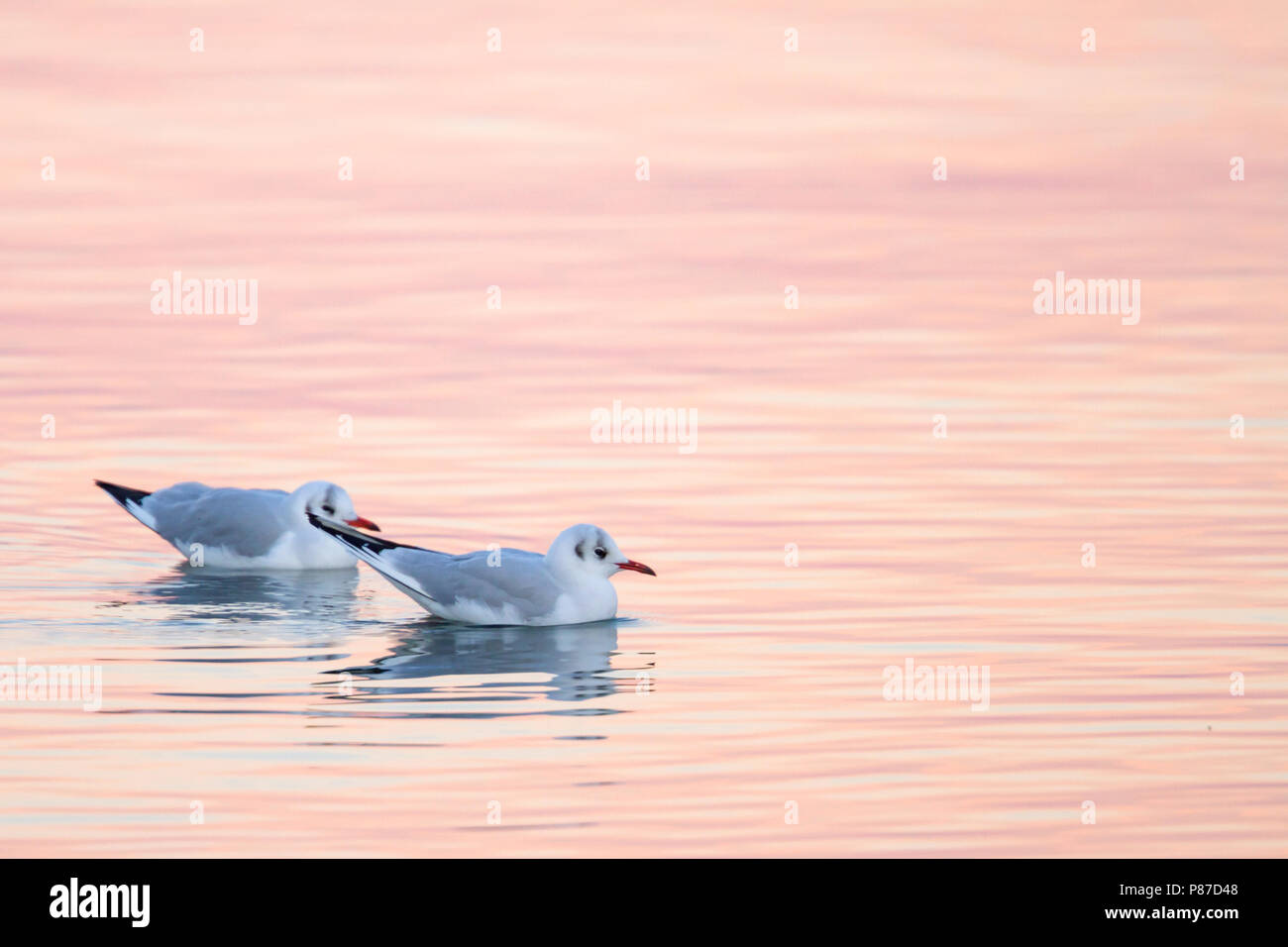 Black-headed Gull - Lachmöwe - Larus ridibundus, Switzerland, adult, winter plumage Stock Photo
