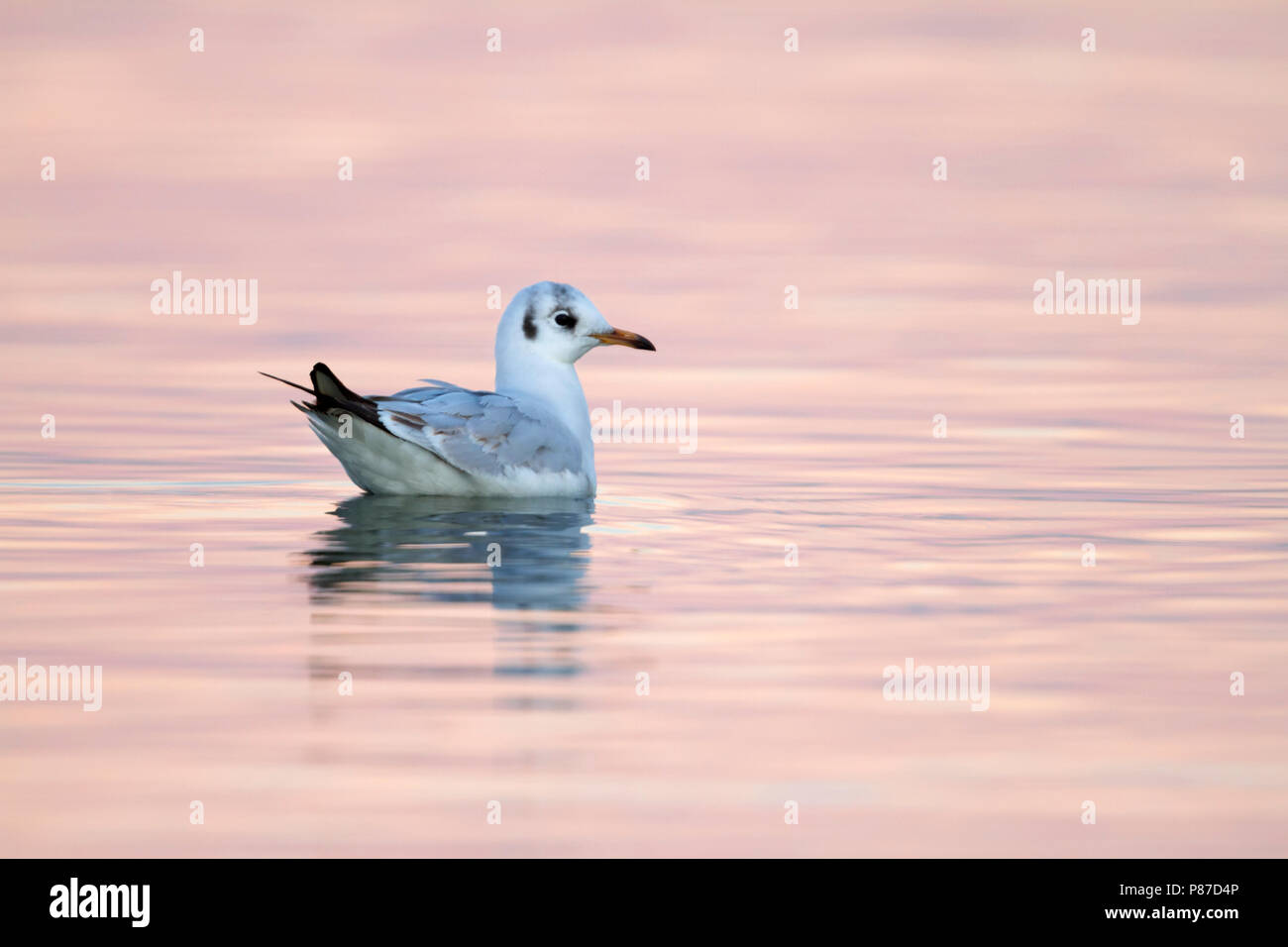 Black-headed Gull - Lachmöwe - Larus ridibundus, Switzerland, adult, winter plumage Stock Photo