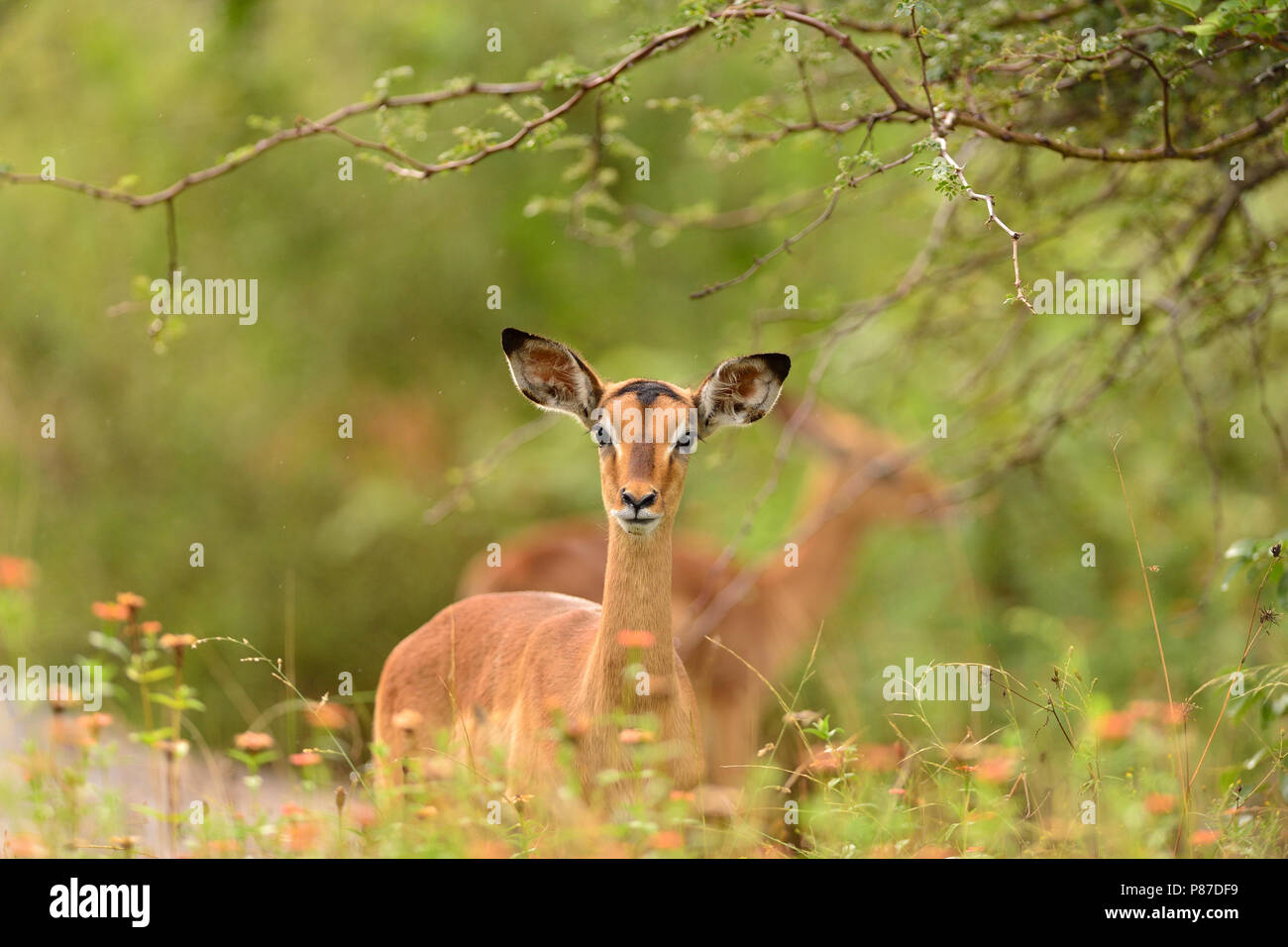 Impala herd in Kruger Stock Photo