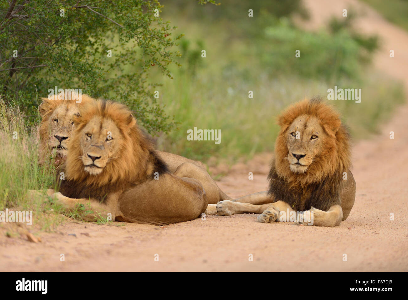 Male lion coalition in Kruger Stock Photo