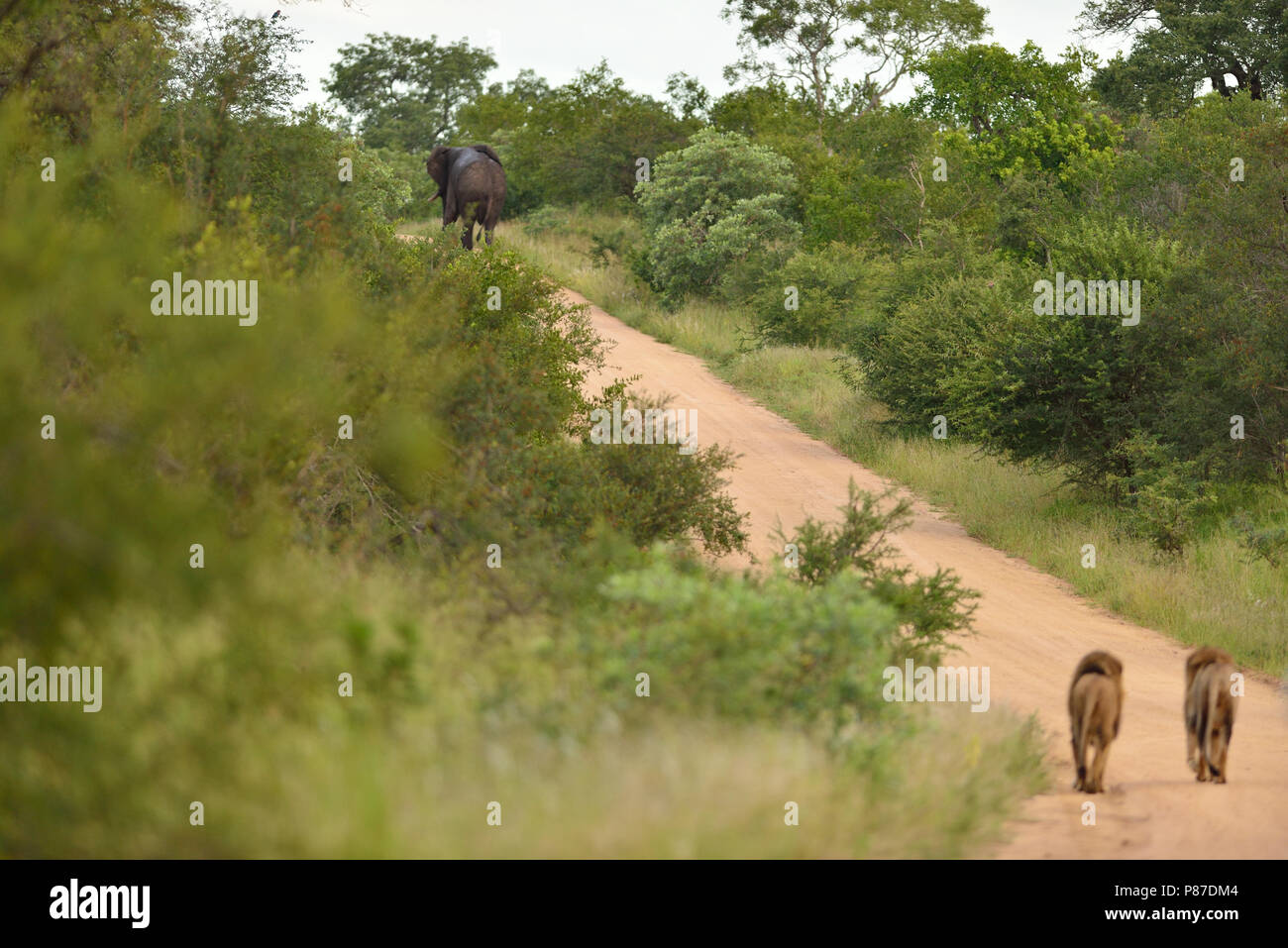 Male lion coalition following and elephant elephant hunter lion Stock Photo