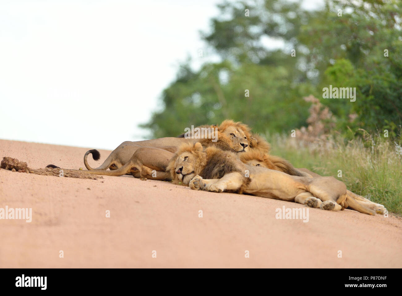 Puzzle Mit freundlichen Grüßen Kühler why do lions roll in poop Ja Bank