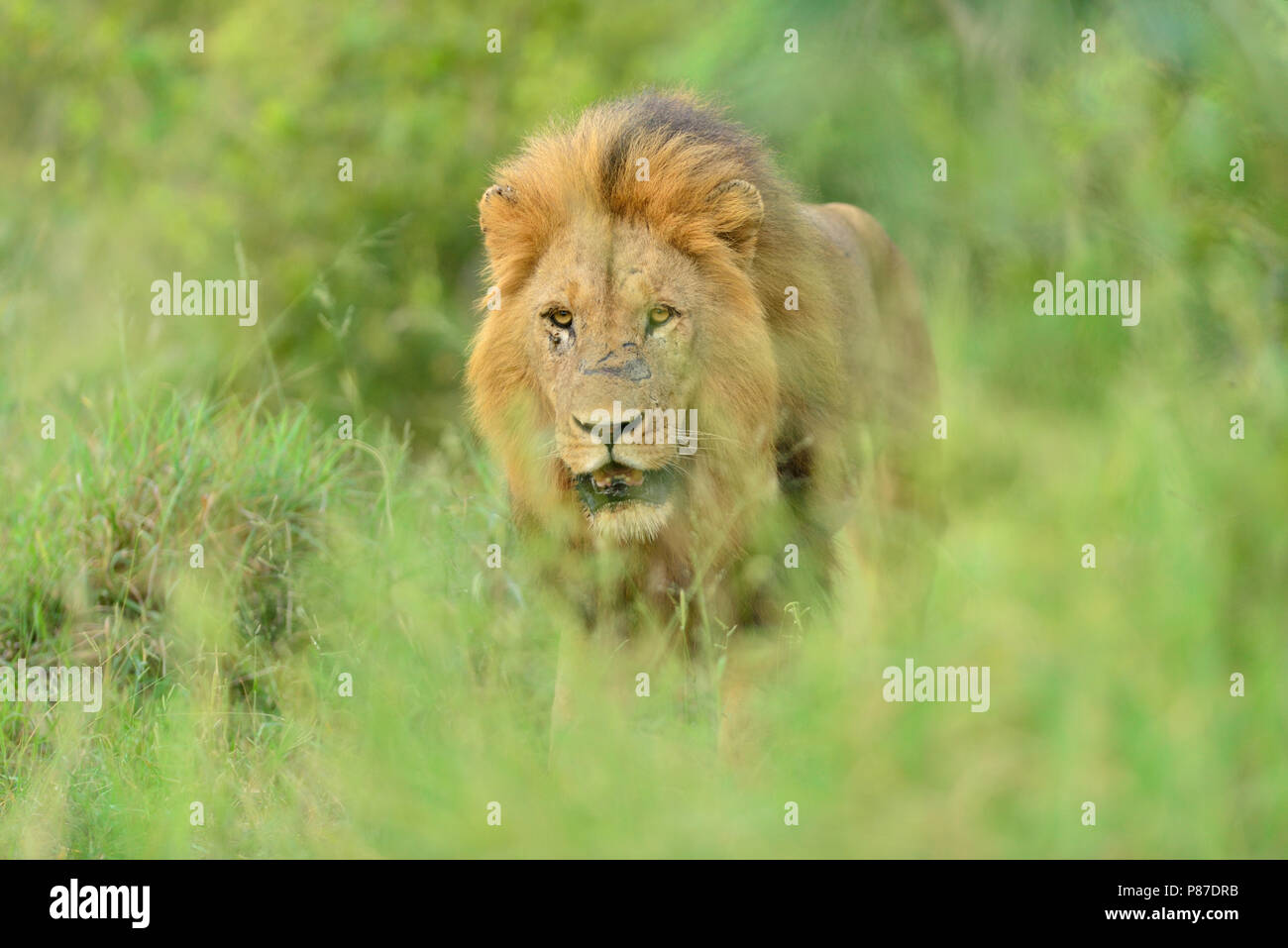 Male lion close up portrait in the bush Kruger Stock Photo - Alamy