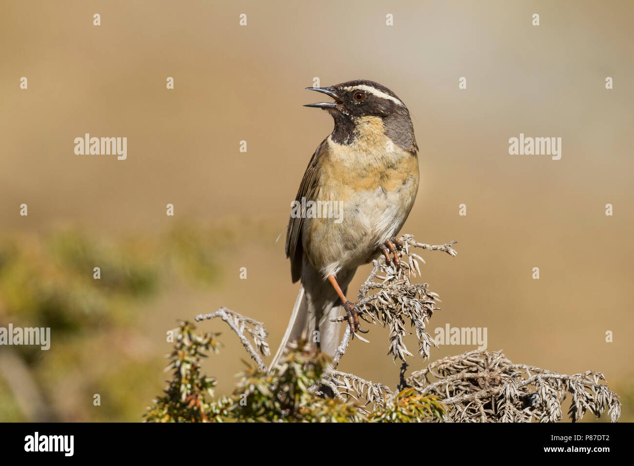 Black-throated Accentor - Schwarzkehlbraunelle - Prunella atrogularis ssp. huttoni, Kazakhstan, adult Stock Photo