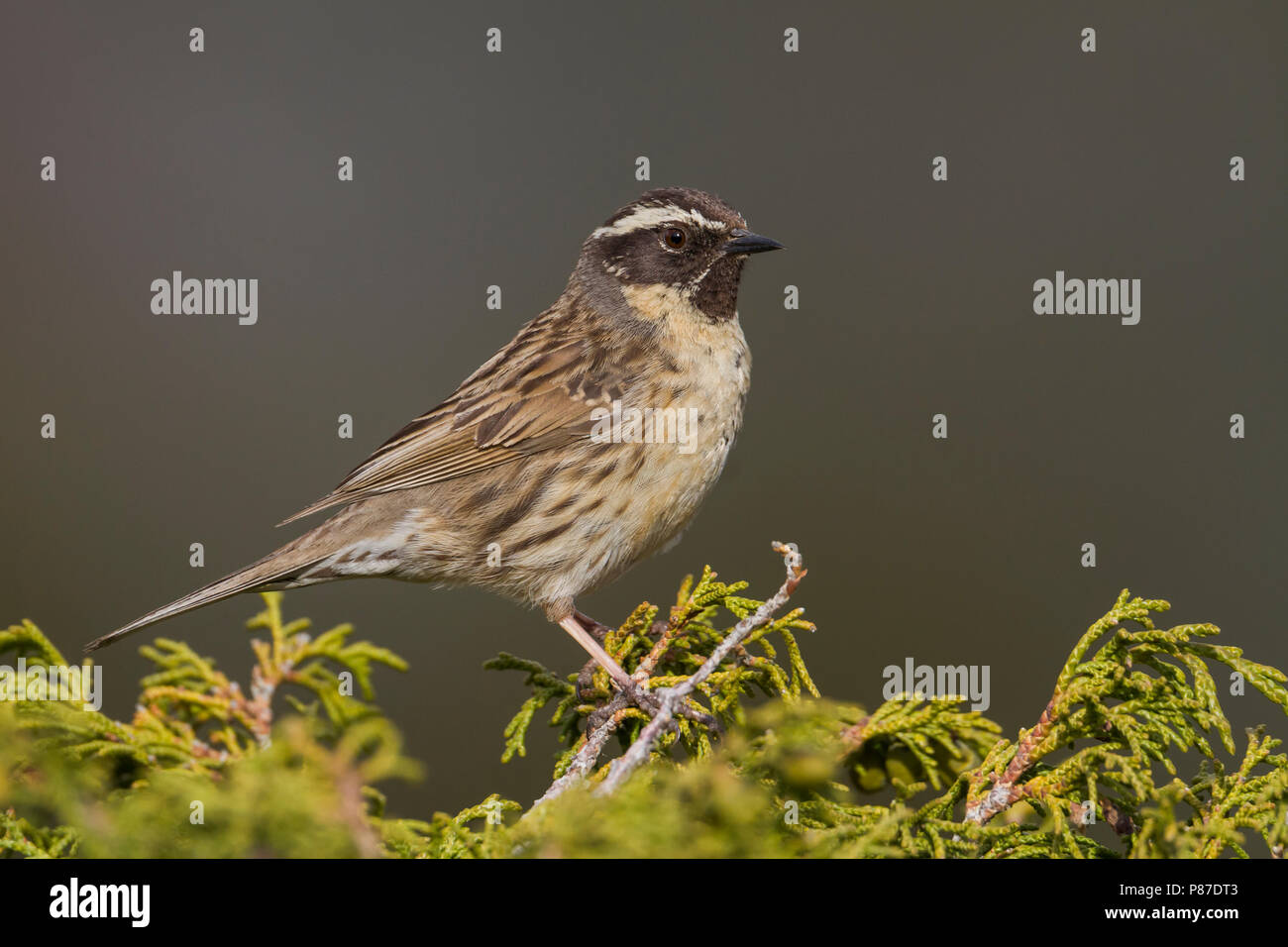 Black-throated Accentor - Schwarzkehlbraunelle - Prunella atrogularis ssp. huttoni, Kazakhstan, adult Stock Photo