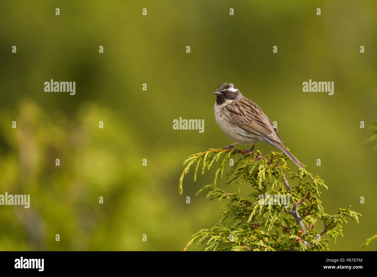 Black-throated Accentor - Schwarzkehlbraunelle - Prunella atrogularis ssp. huttoni, Kazakhstan, adult Stock Photo