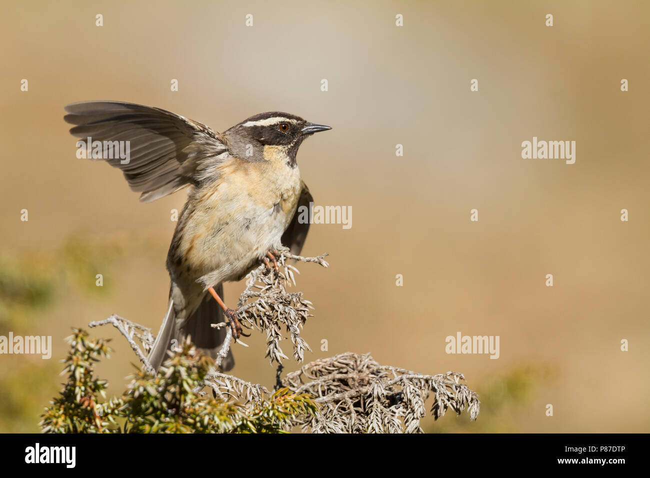 Black-throated Accentor - Schwarzkehlbraunelle - Prunella atrogularis ssp. huttoni, Kazakhstan, adult Stock Photo