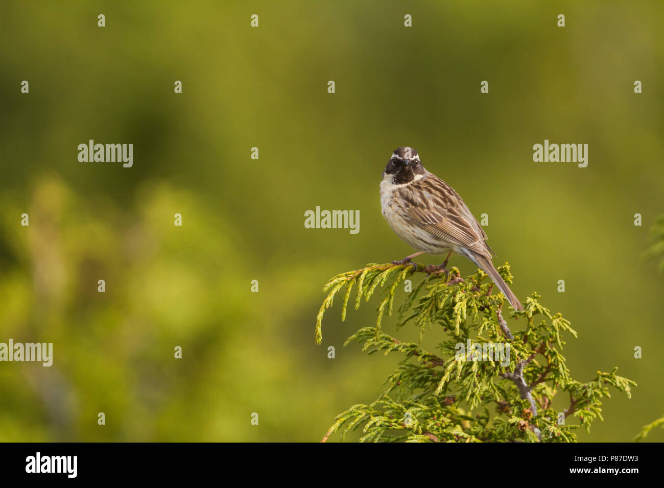 Black-throated Accentor - Schwarzkehlbraunelle - Prunella atrogularis ssp. huttoni, Kazakhstan, adult Stock Photo