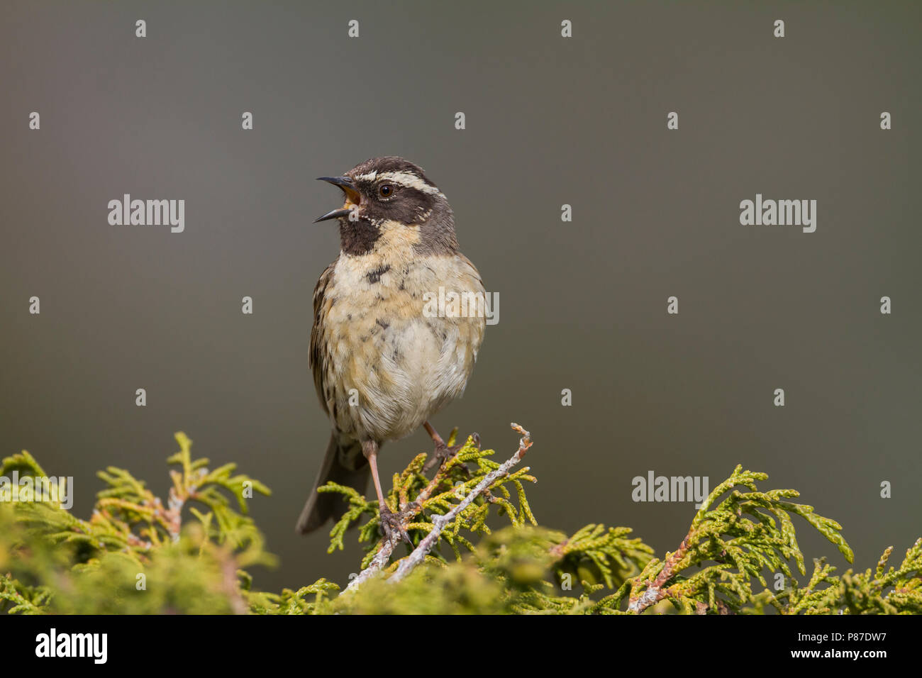 Black-throated Accentor - Schwarzkehlbraunelle - Prunella atrogularis ssp. huttoni, Kazakhstan, adult Stock Photo