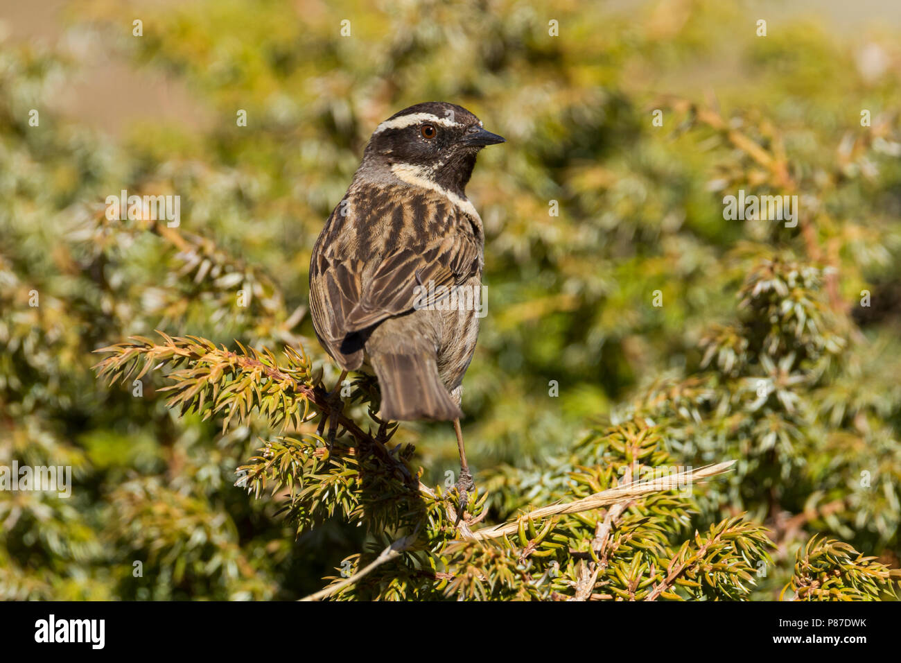 Black-throated Accentor - Schwarzkehlbraunelle - Prunella atrogularis ssp. huttoni, Kazakhstan, adult Stock Photo