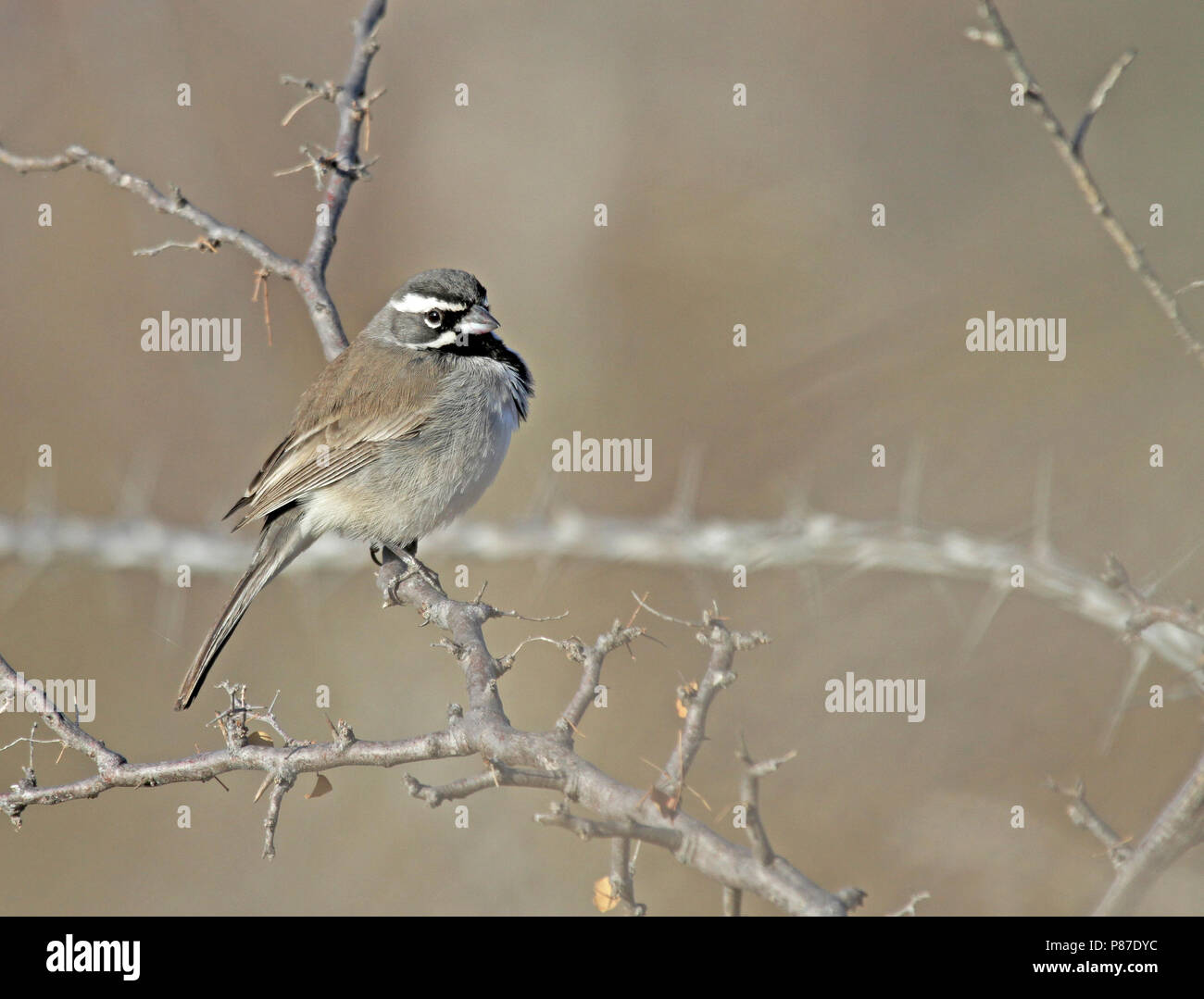 Zwarkeelgors, Black-throated Sparrow, Amphispiza bilineata Stock Photo