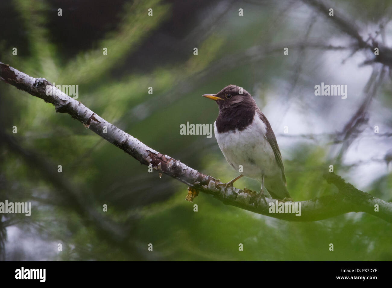 Black-throated Thrush - Schwarzkehldrossel - Turdus atrogularis, Kazakhstan, 2nd cy male Stock Photo