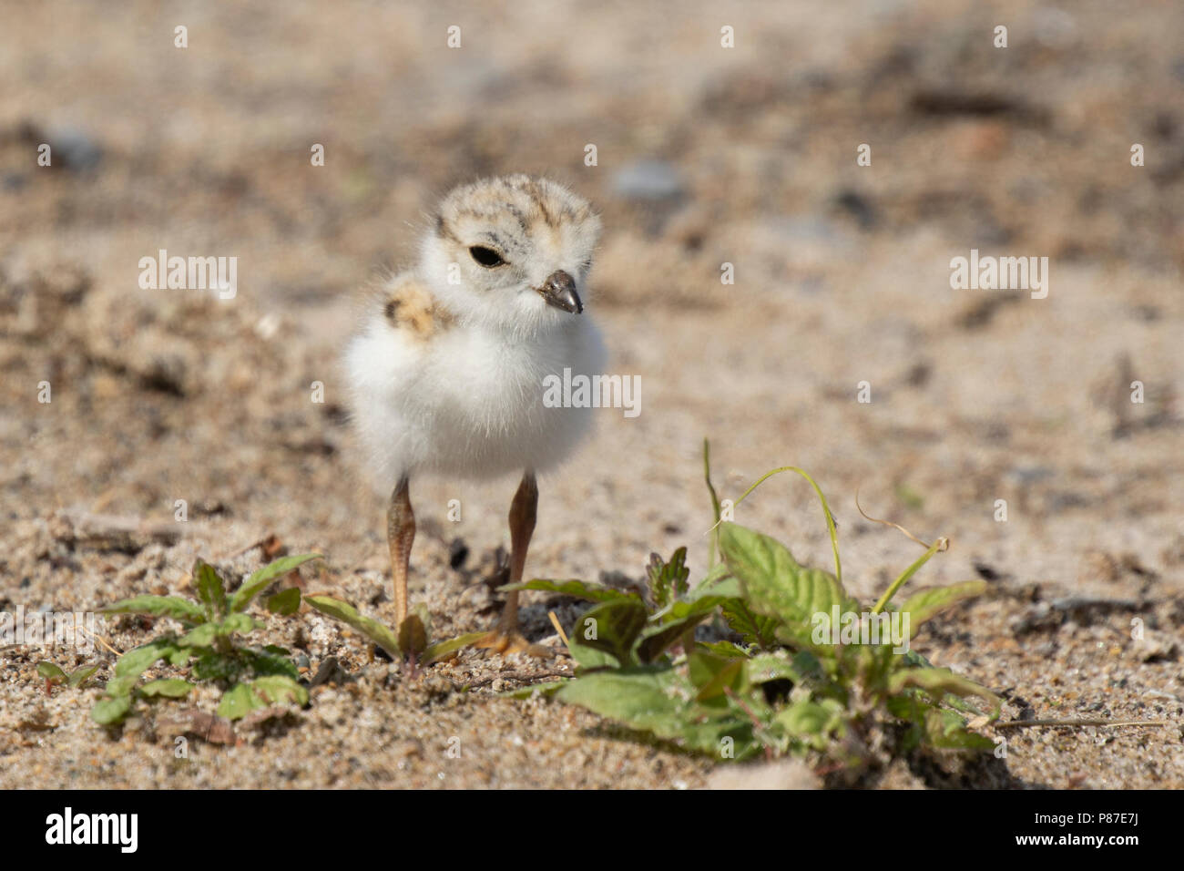 A well camouflaged endangered piping plover (Charadrius melodus) chick foraging on a beach close to downtown Toronto, ON, Canada. Stock Photo