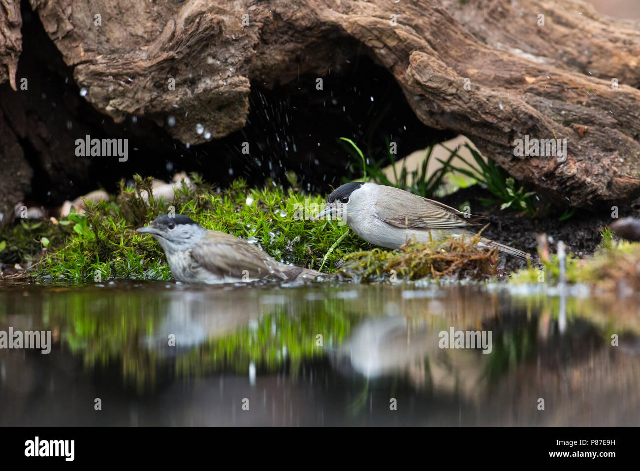 Twee Zwartkop bij waterpoel, Two male Blackcaps at pool Stock Photo Alamy