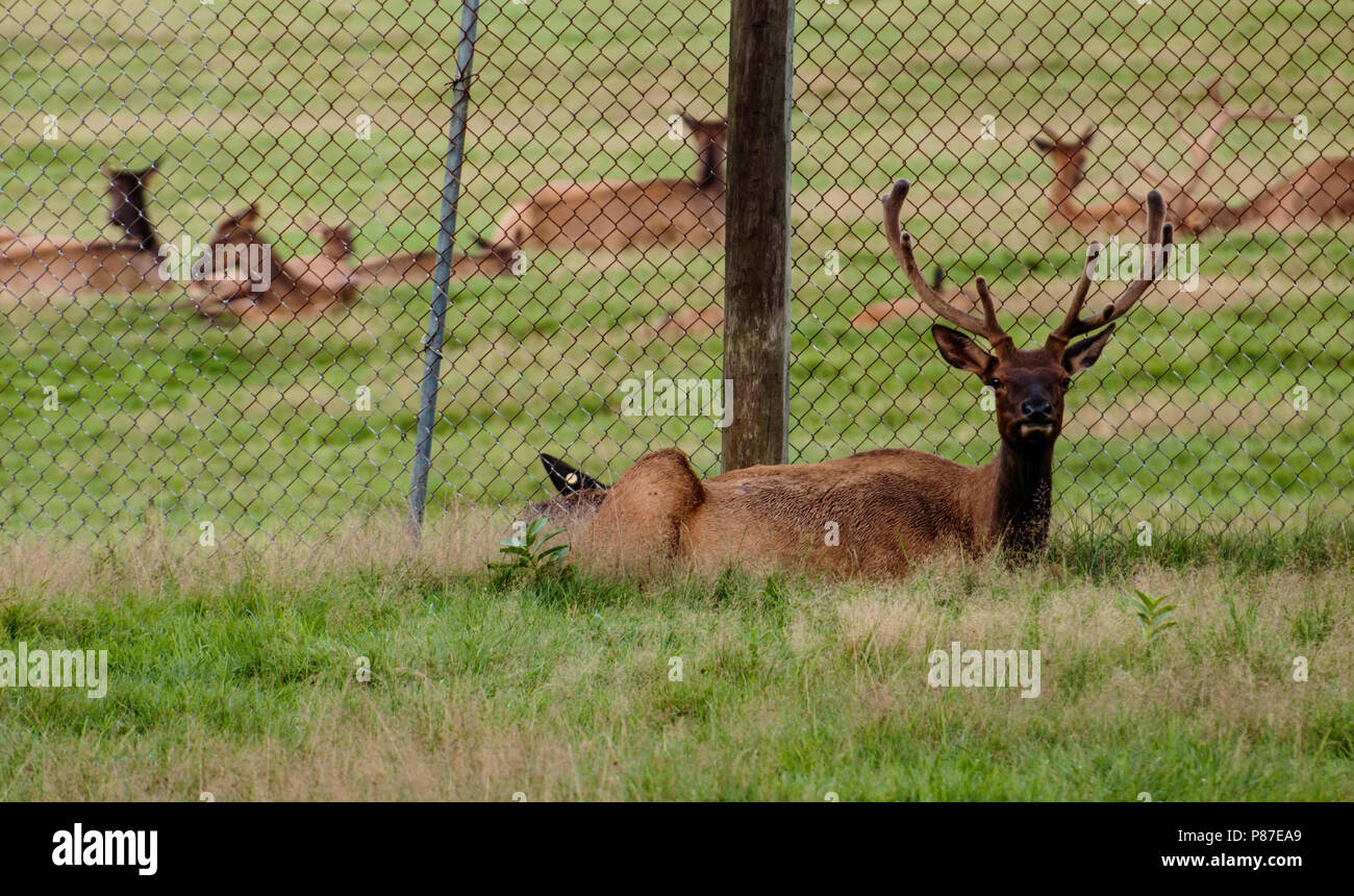 Maine Whitetail Deer in a reserved place in Maine, USA Stock Photo Alamy