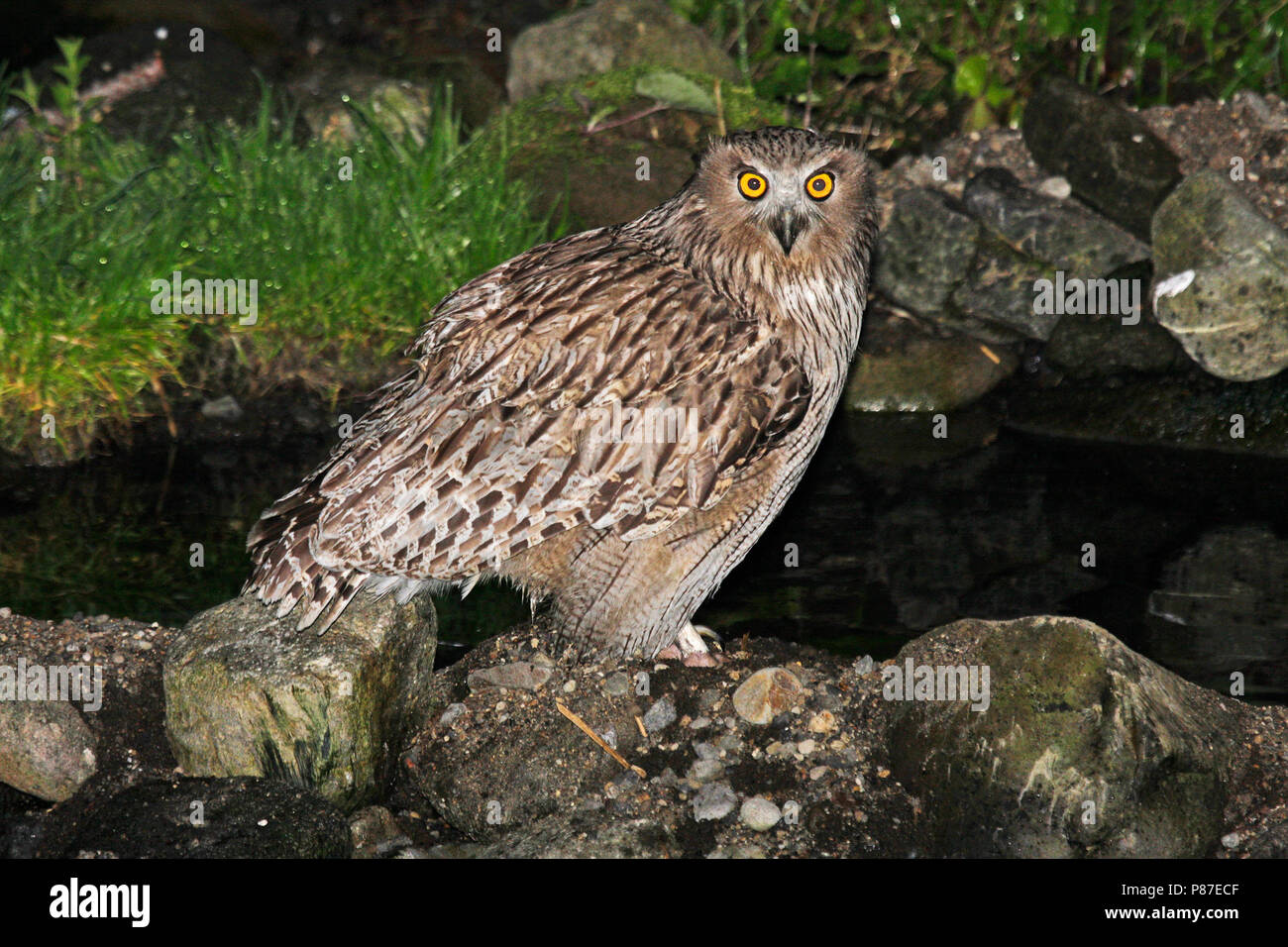 Blakiston’s fish owl hi-res stock photography and images - Alamy