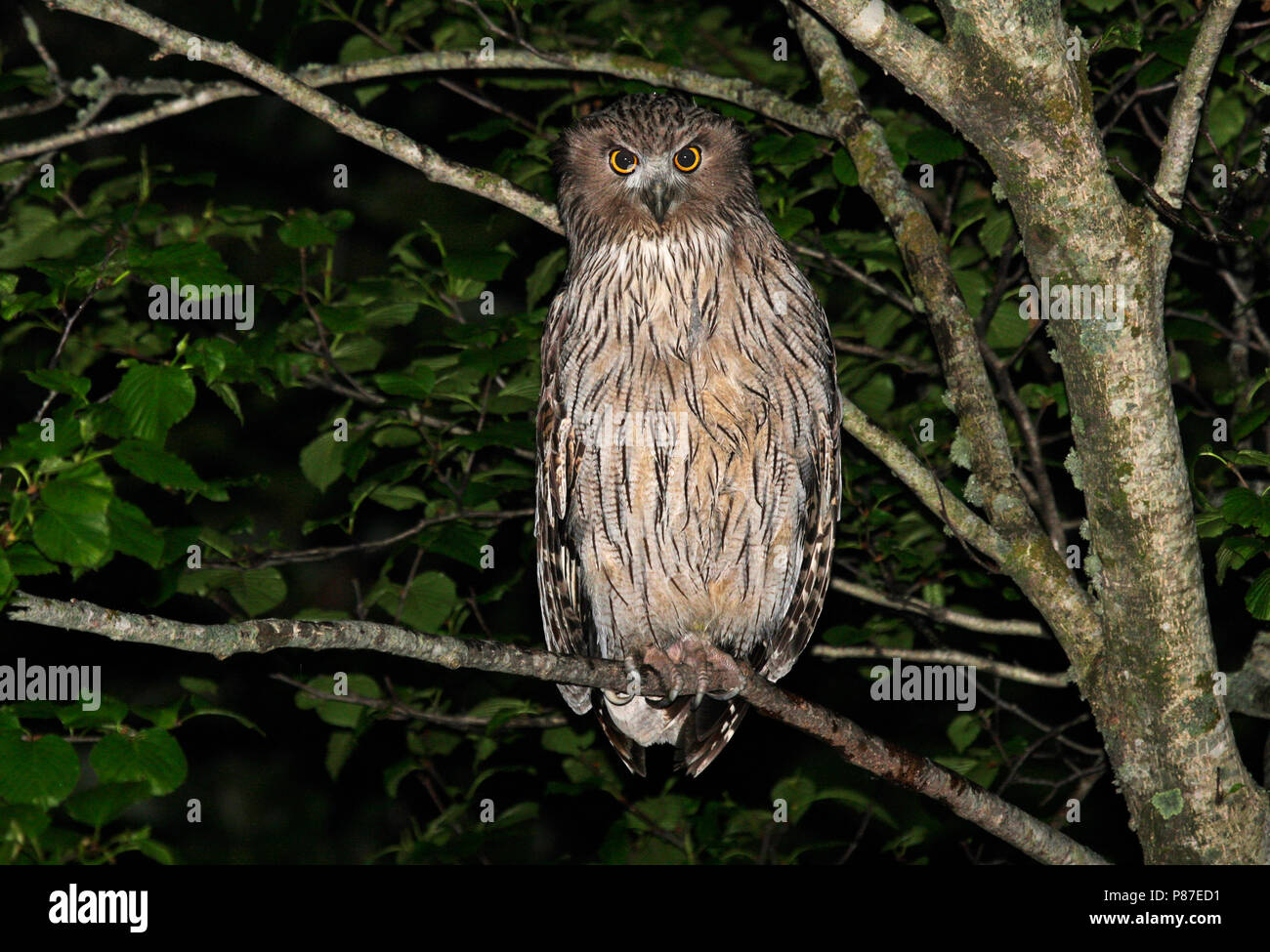 Blakiston-visuil, Blakiston's Fish-Owl Stock Photo