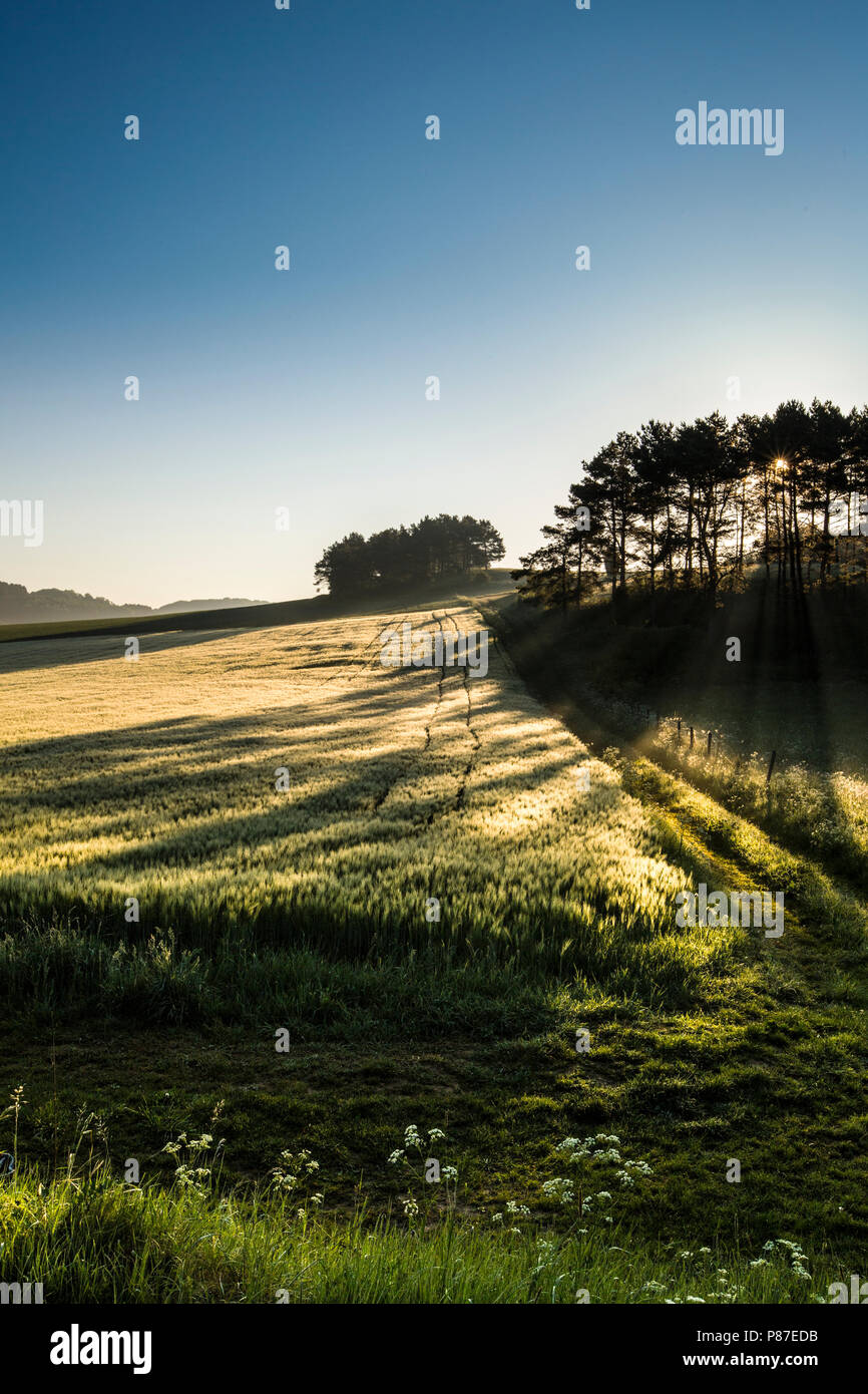 Graanakker in Duitsland, Corn field in Germany Stock Photo Alamy