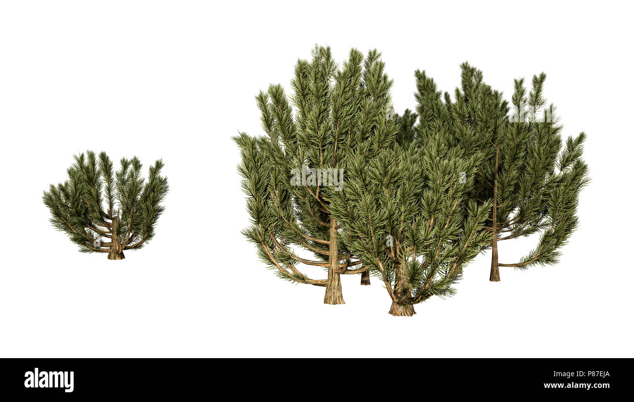 3D rendering of a mulga tree or Acacia aneura or true mulga isolated on white background Stock Photo