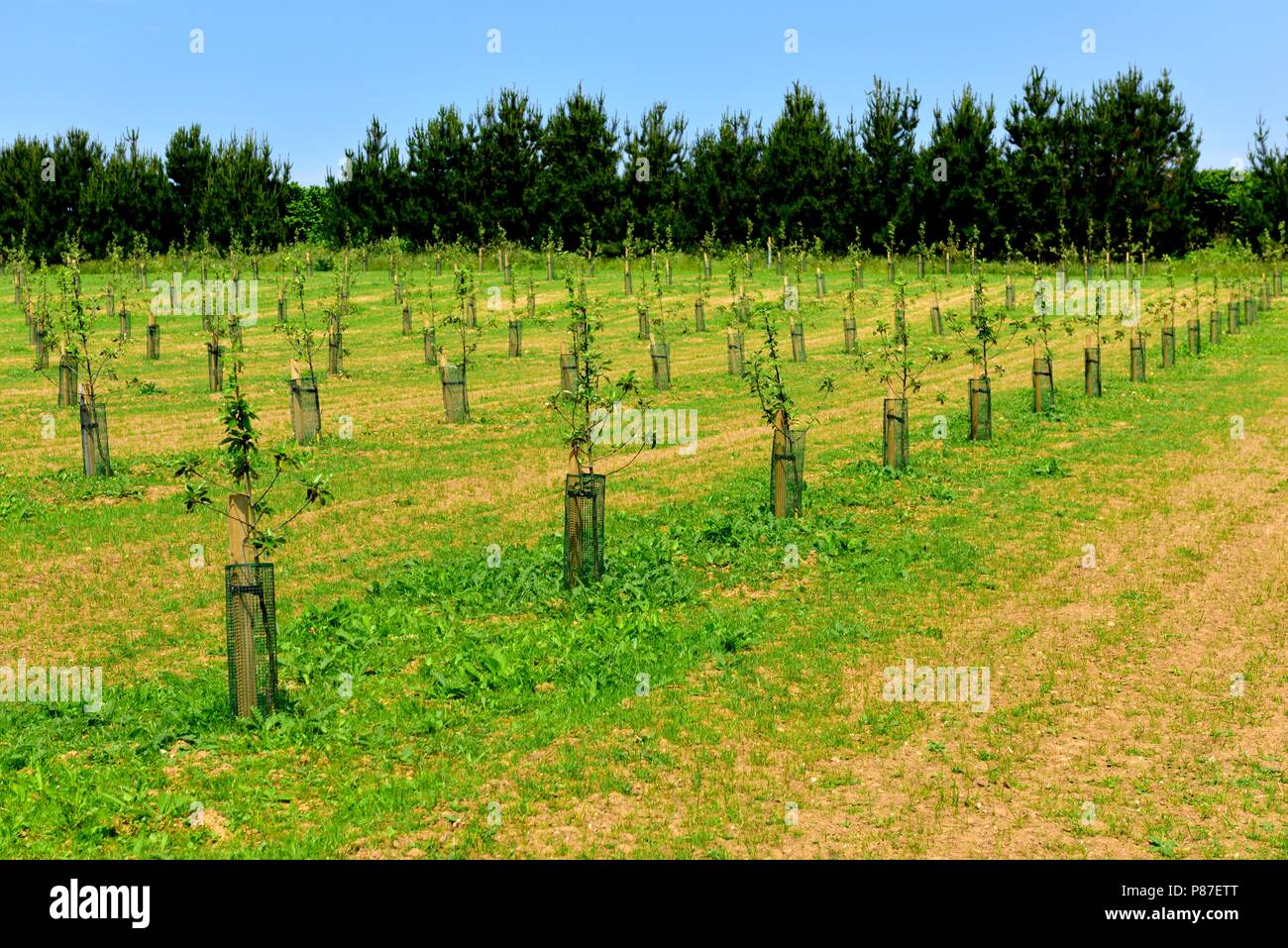 Farm and apple orchards hires stock photography and images Alamy