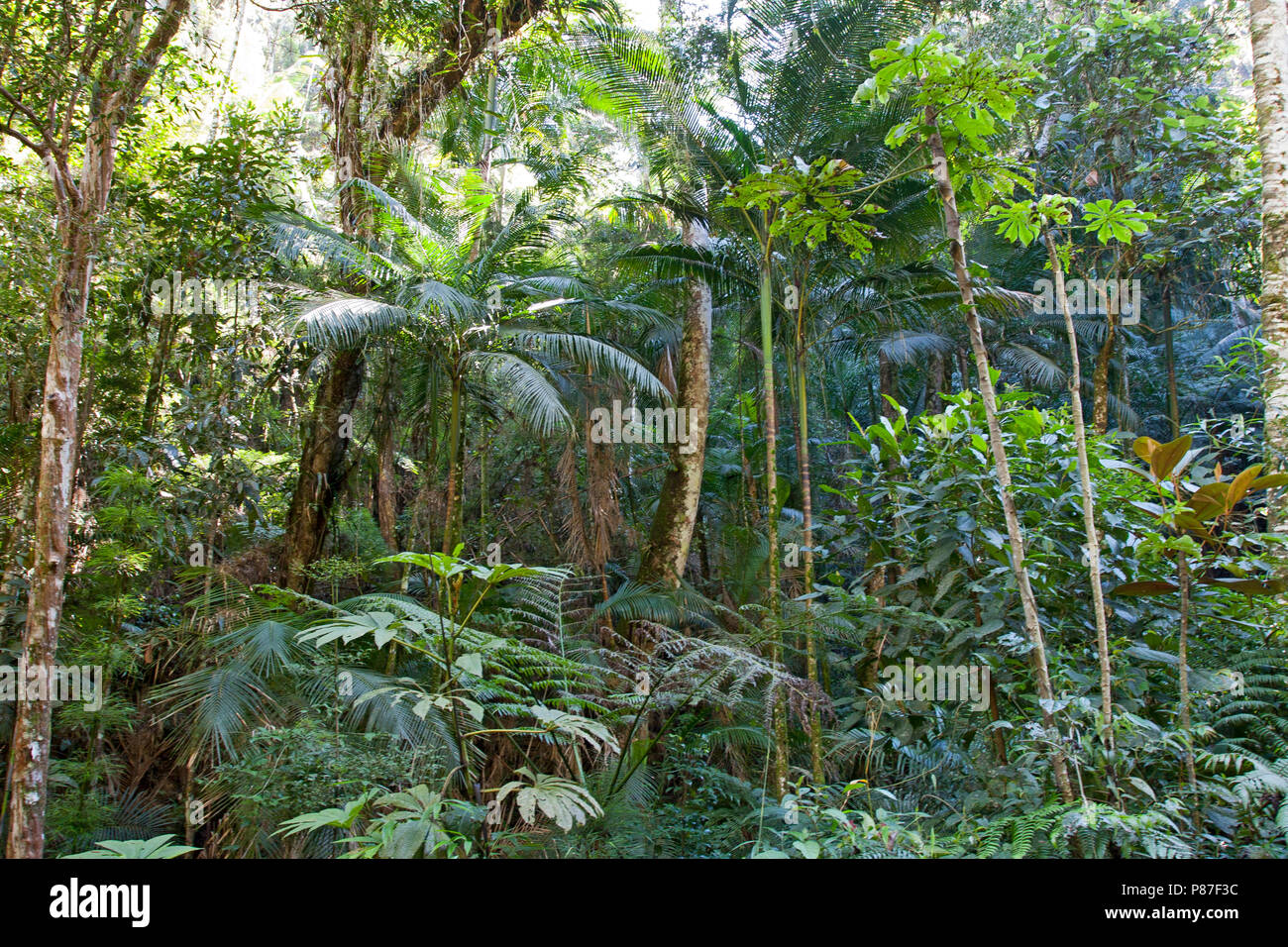 Atlantisch Regenwoud; Atlantic Rainforest Stock Photo