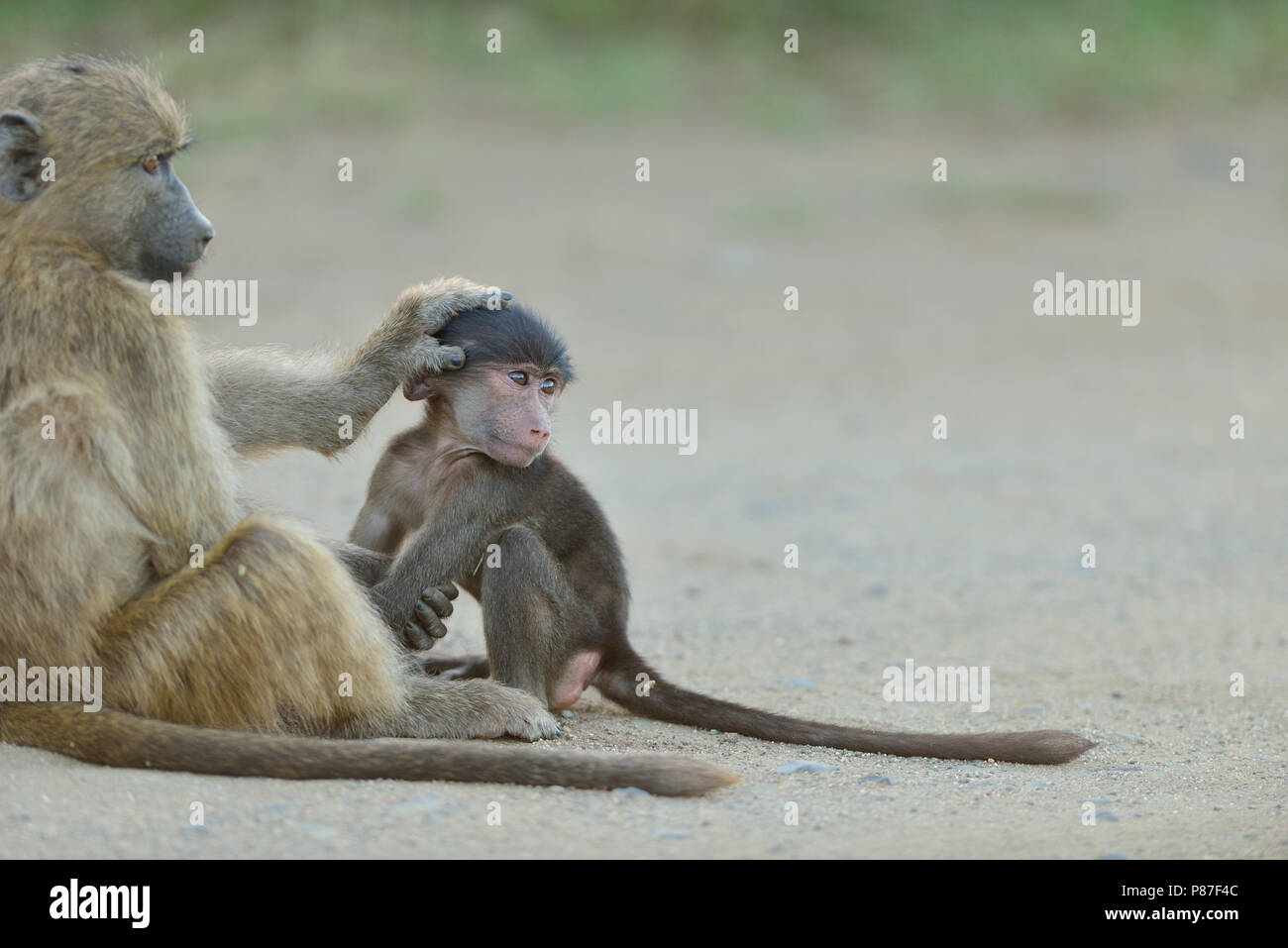 Baby baboon playing action cutest monkey in Kruger Stock Photo