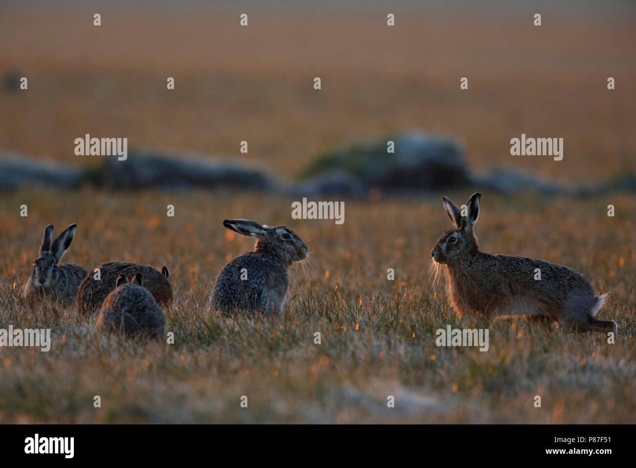 haas in ochtend licht; hare in morning light Stock Photo