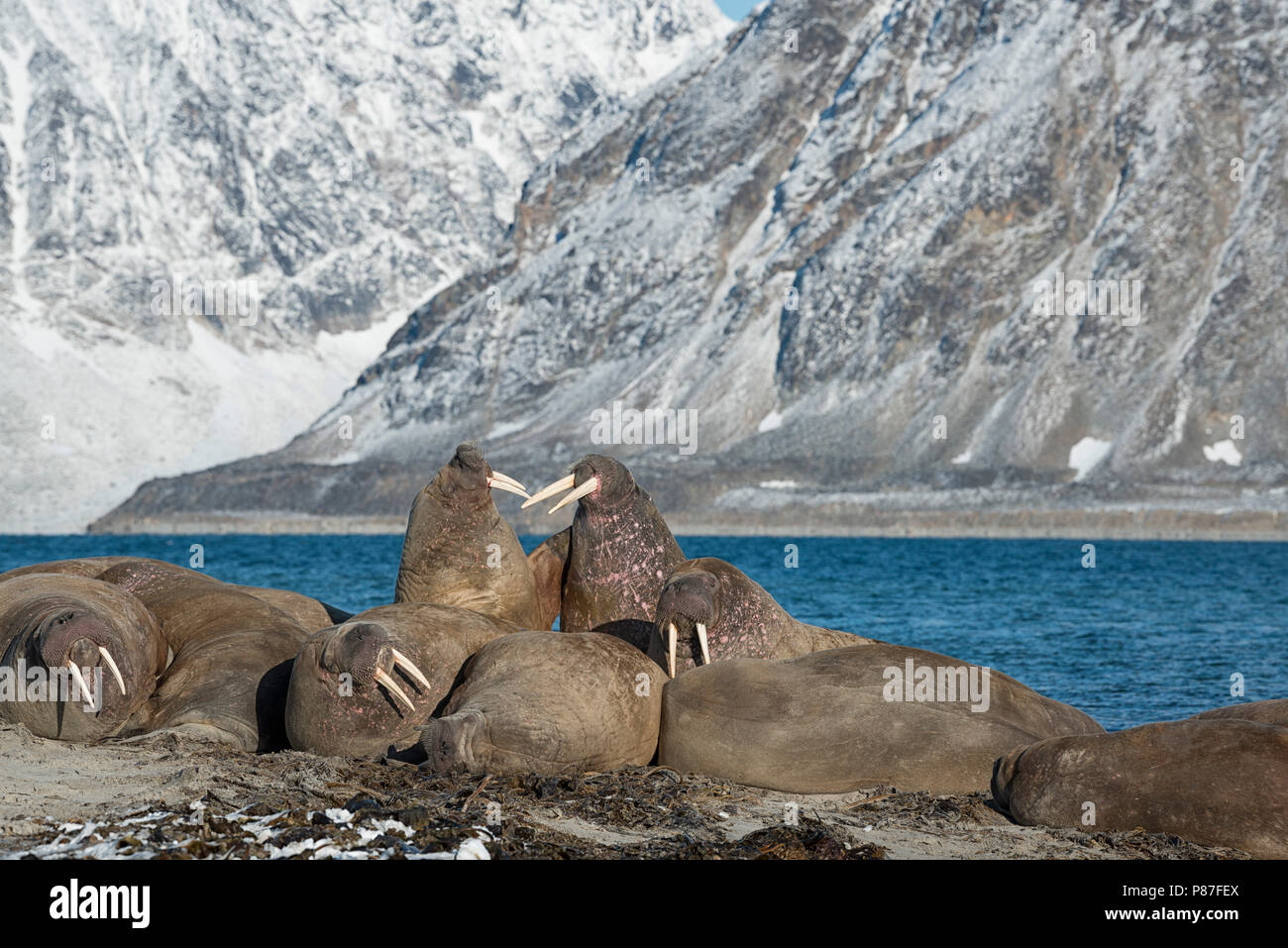 Group of walruses in Smeerenburgfjord, Nordvest-Spitsbergen National Park, Svalbard, Norway. Stock Photo